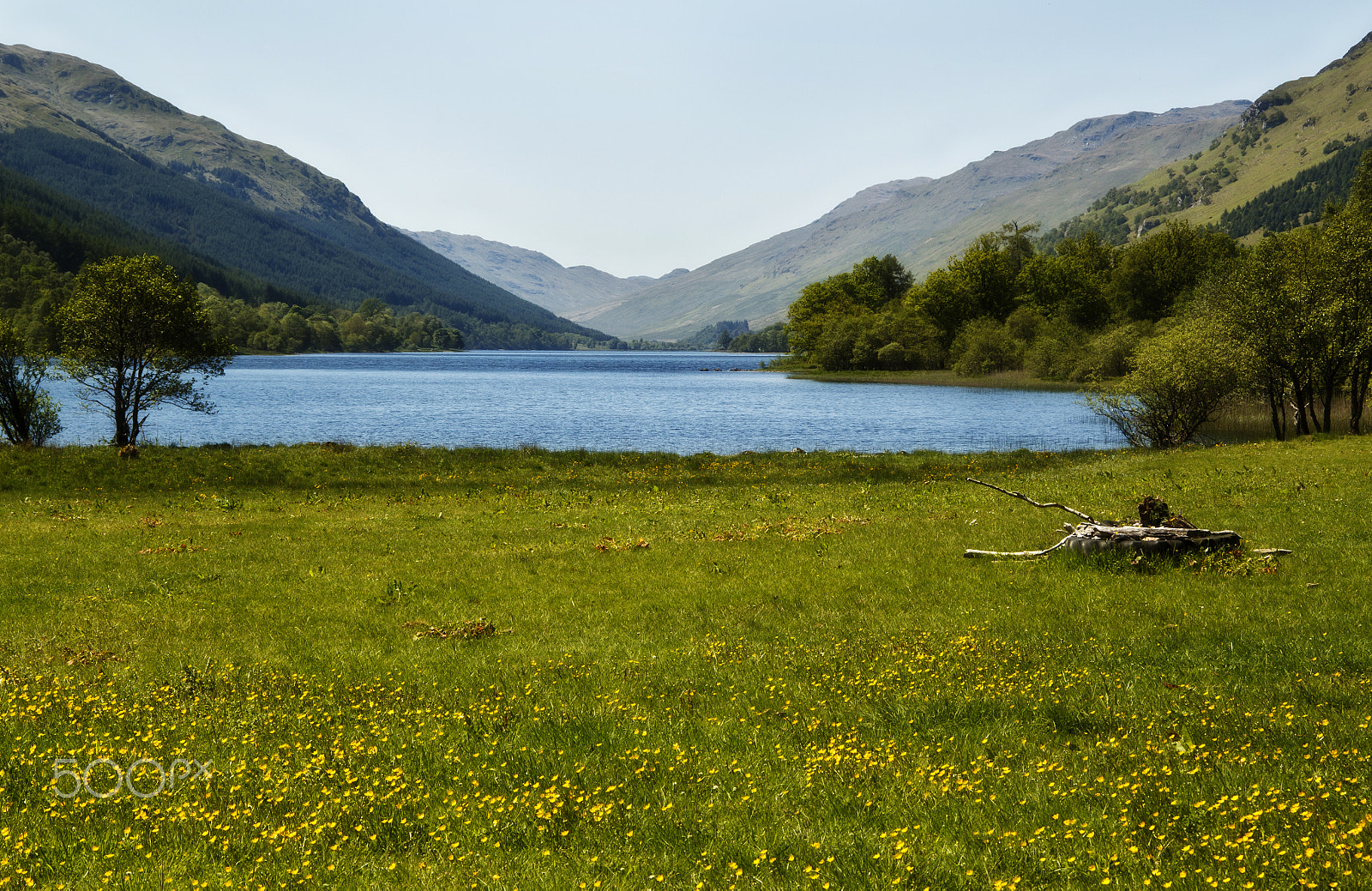 Canon EOS 500D (EOS Rebel T1i / EOS Kiss X3) sample photo. Buttercups at loch voil photography