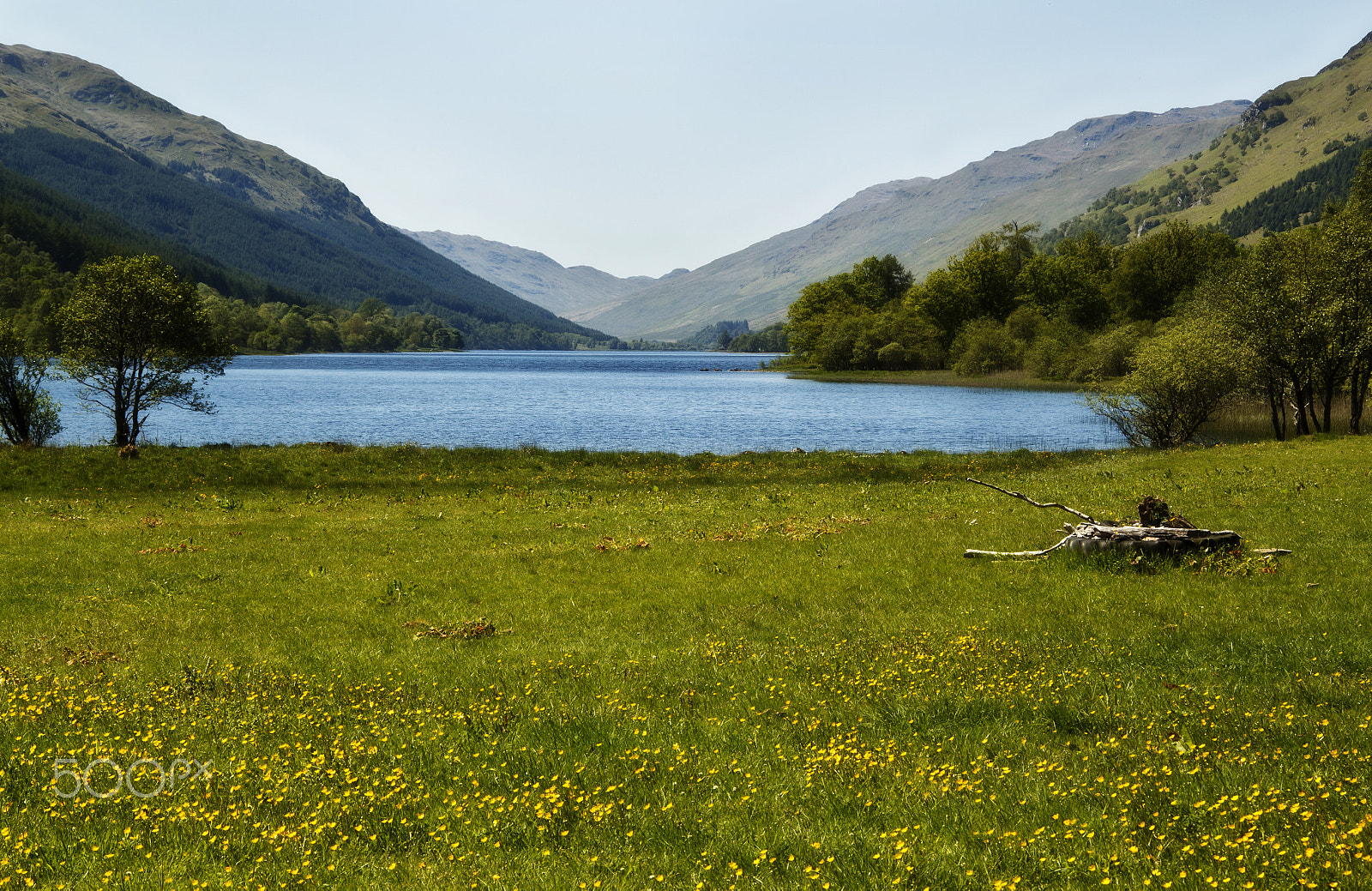 Canon EOS 500D (EOS Rebel T1i / EOS Kiss X3) + Canon EF-S 17-85mm F4-5.6 IS USM sample photo. Buttercups at loch voil photography