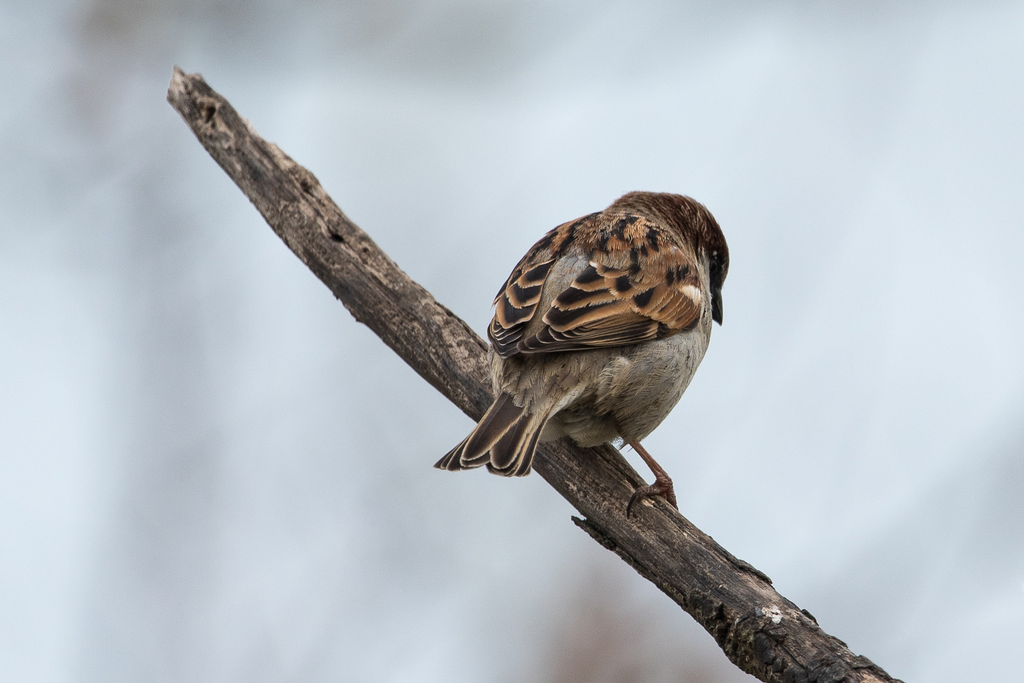 Nikon D750 + Nikon AF-S Nikkor 500mm F4G ED VR sample photo. Bird photography