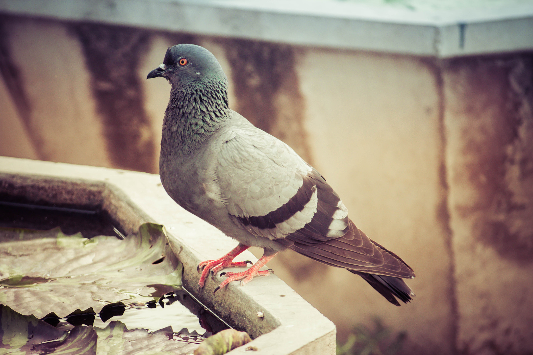 Canon EF-S 55-250mm F4-5.6 IS sample photo. Pigeon photography