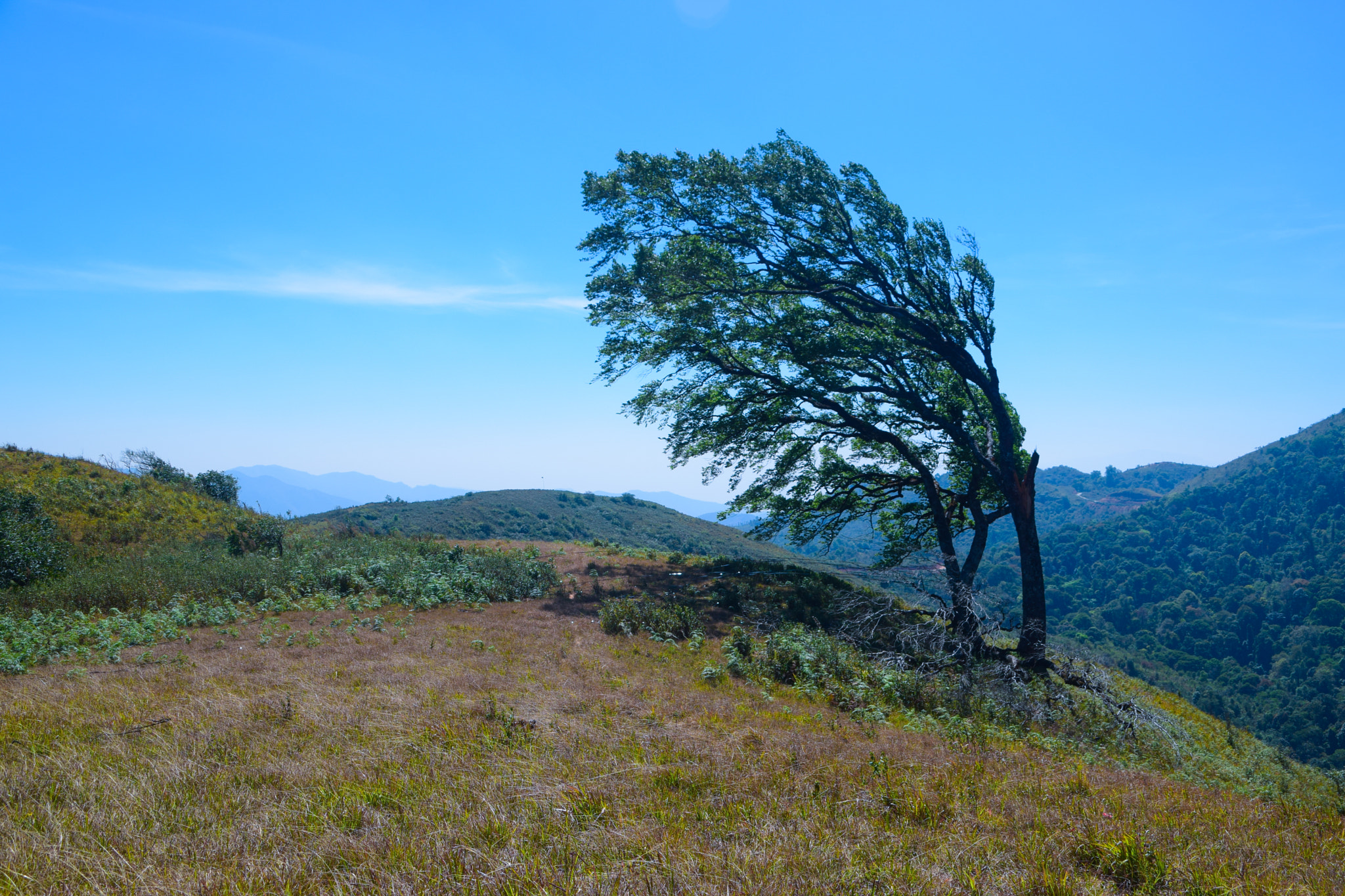 Nikon D5300 + Sigma 28-300mm F3.5-6.3 DG Macro sample photo. One way tree photography