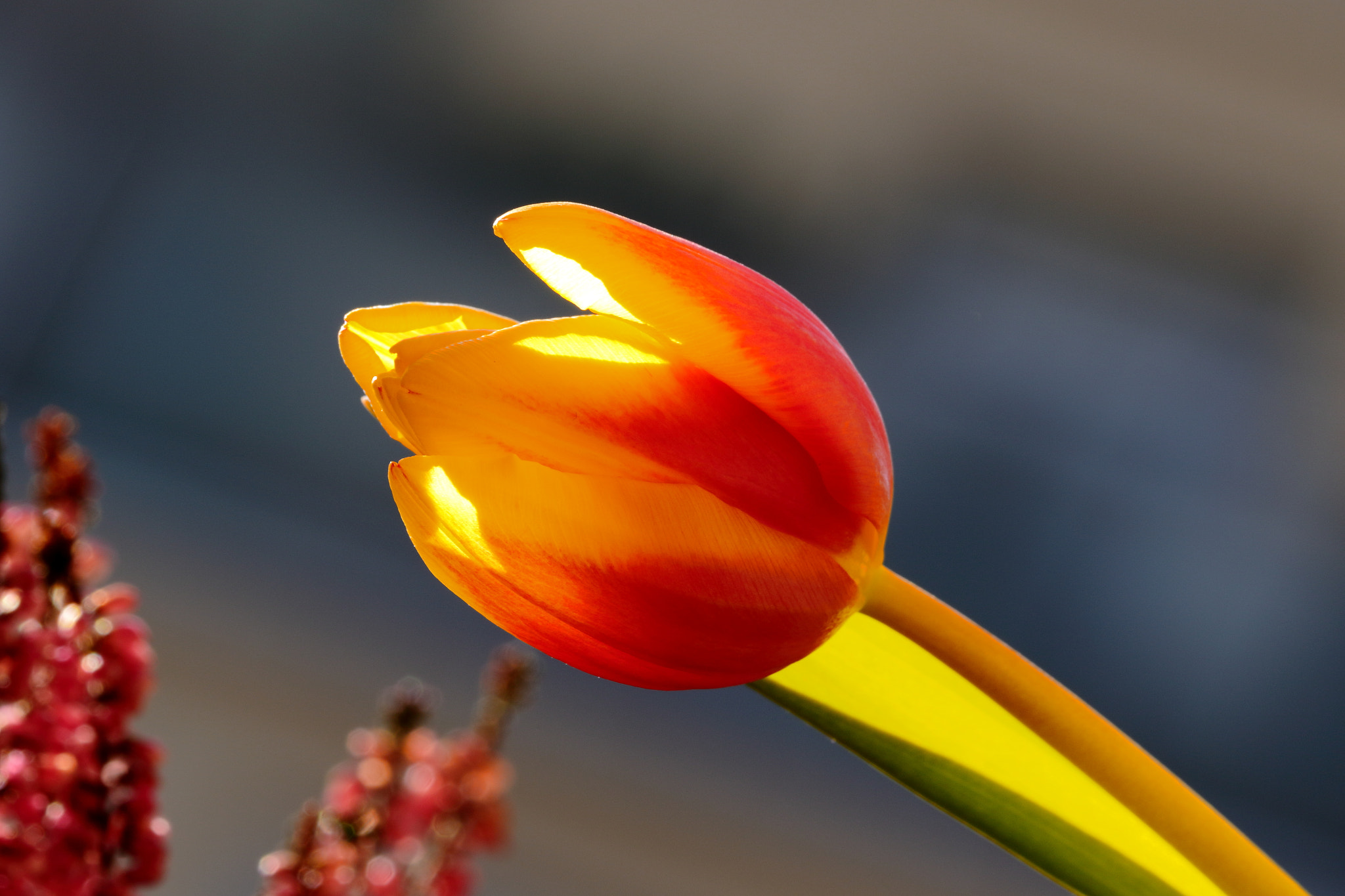 Canon EF-S 55-250mm F4-5.6 IS STM sample photo