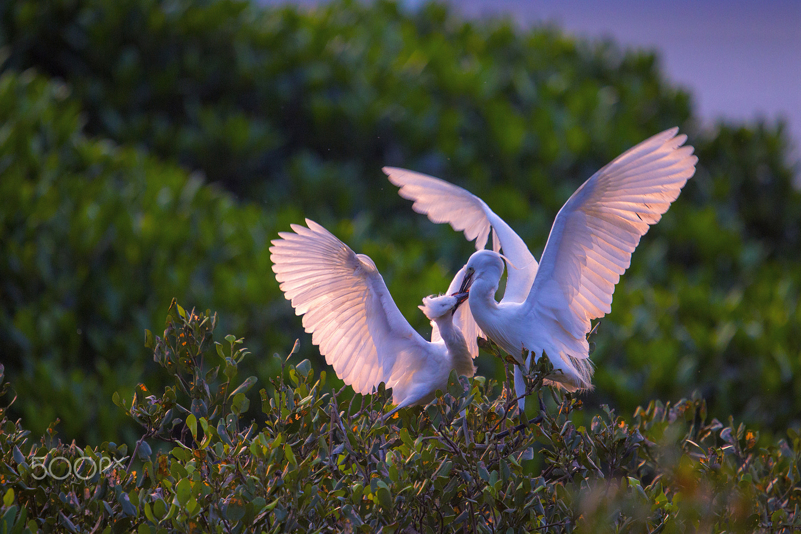 Canon EOS-1D Mark IV sample photo. Feeding in evening photography