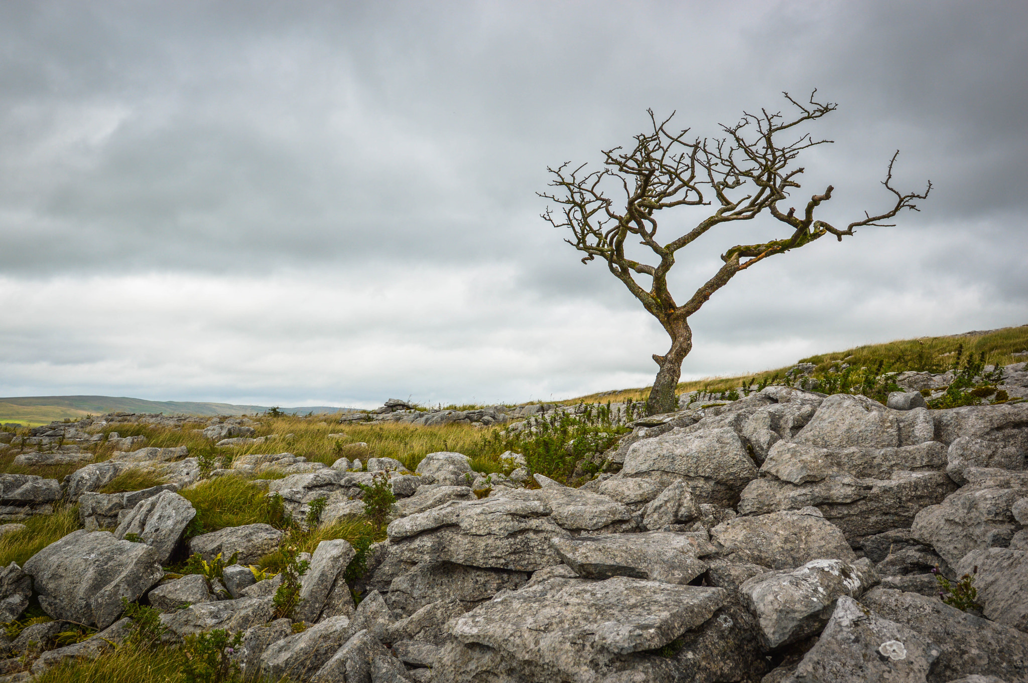 Nikon D3200 + Sigma 18-35mm F1.8 DC HSM Art sample photo. A tree on a lime scar photography