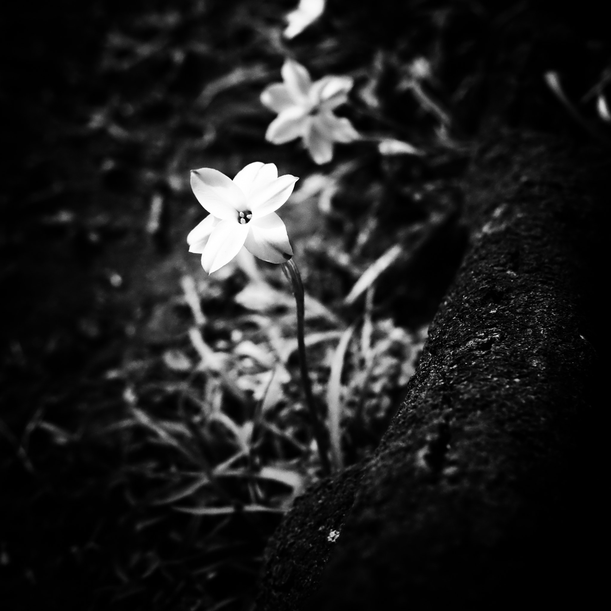 Fujifilm X-E2 + Fujifilm XF 35mm F2 R WR sample photo. Flower photography
