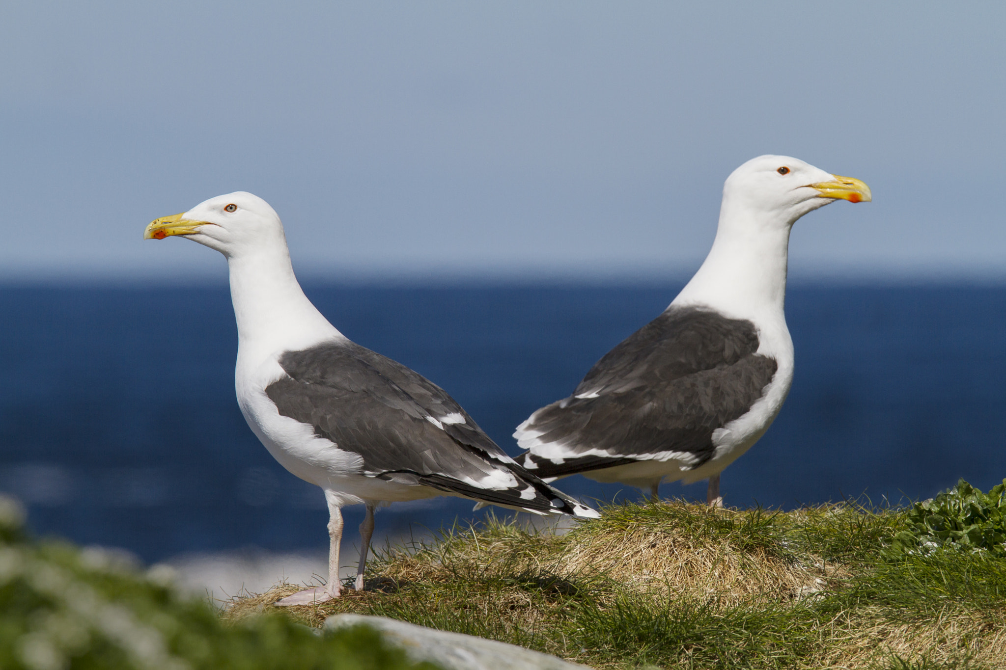 Canon EF 300mm F2.8L IS USM sample photo. Great black backed gull (larus marinus) photography