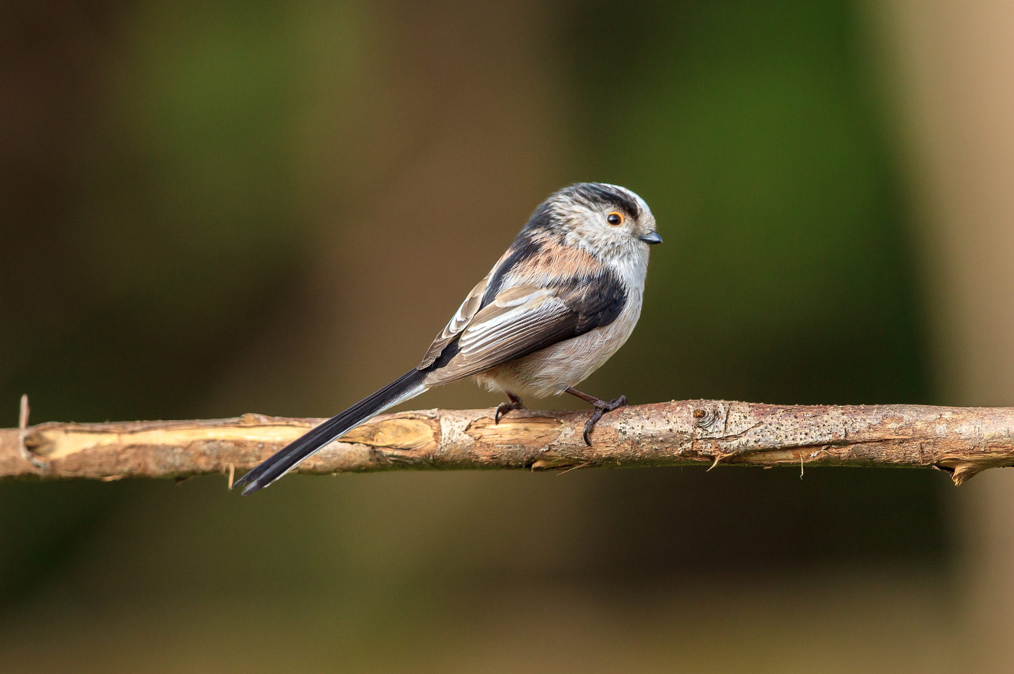 Canon EOS-1D Mark IV + Canon EF 500mm F4L IS II USM sample photo. Long-tailed tit photography