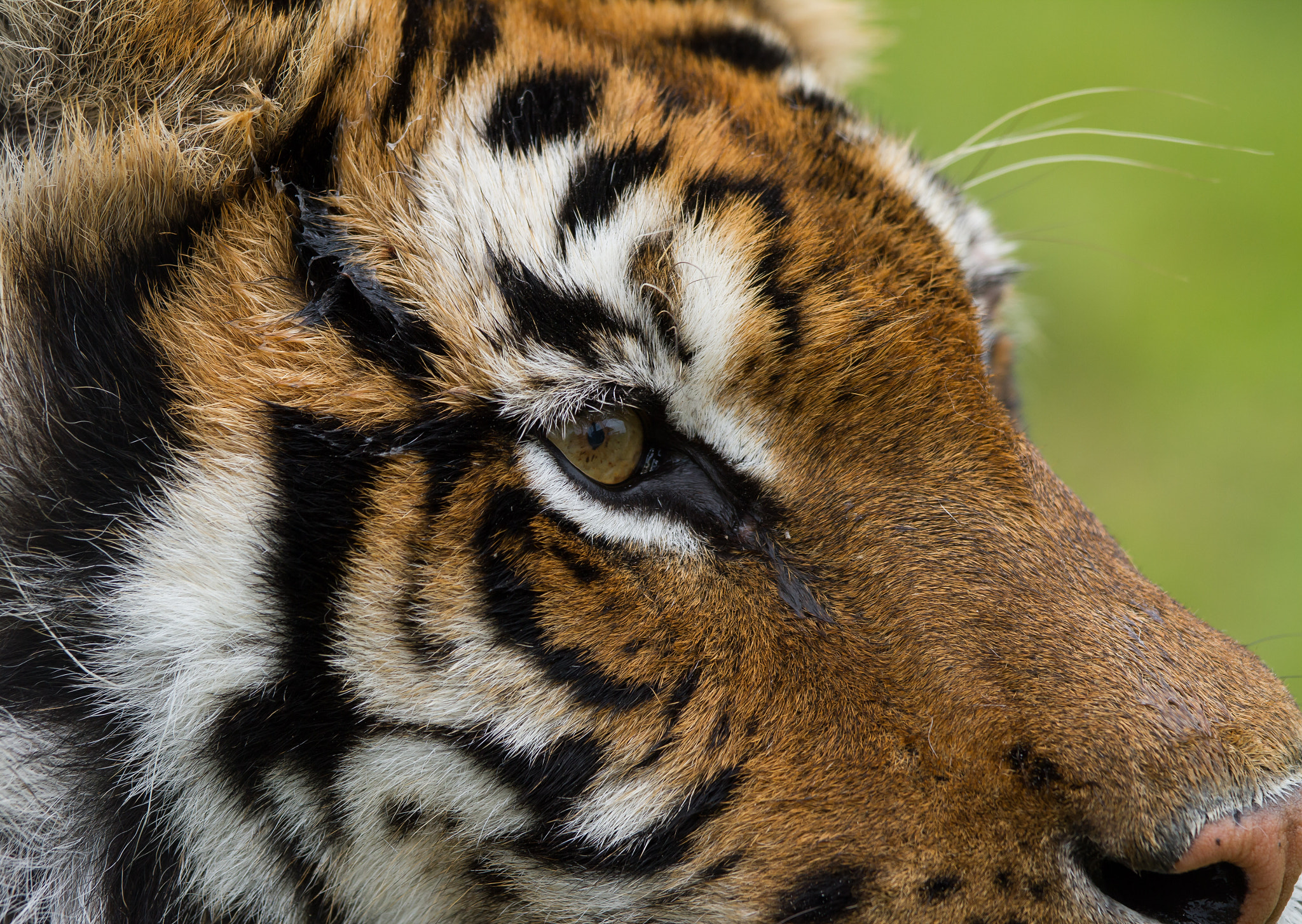 Canon EOS 7D sample photo. Eye of a tiger photography