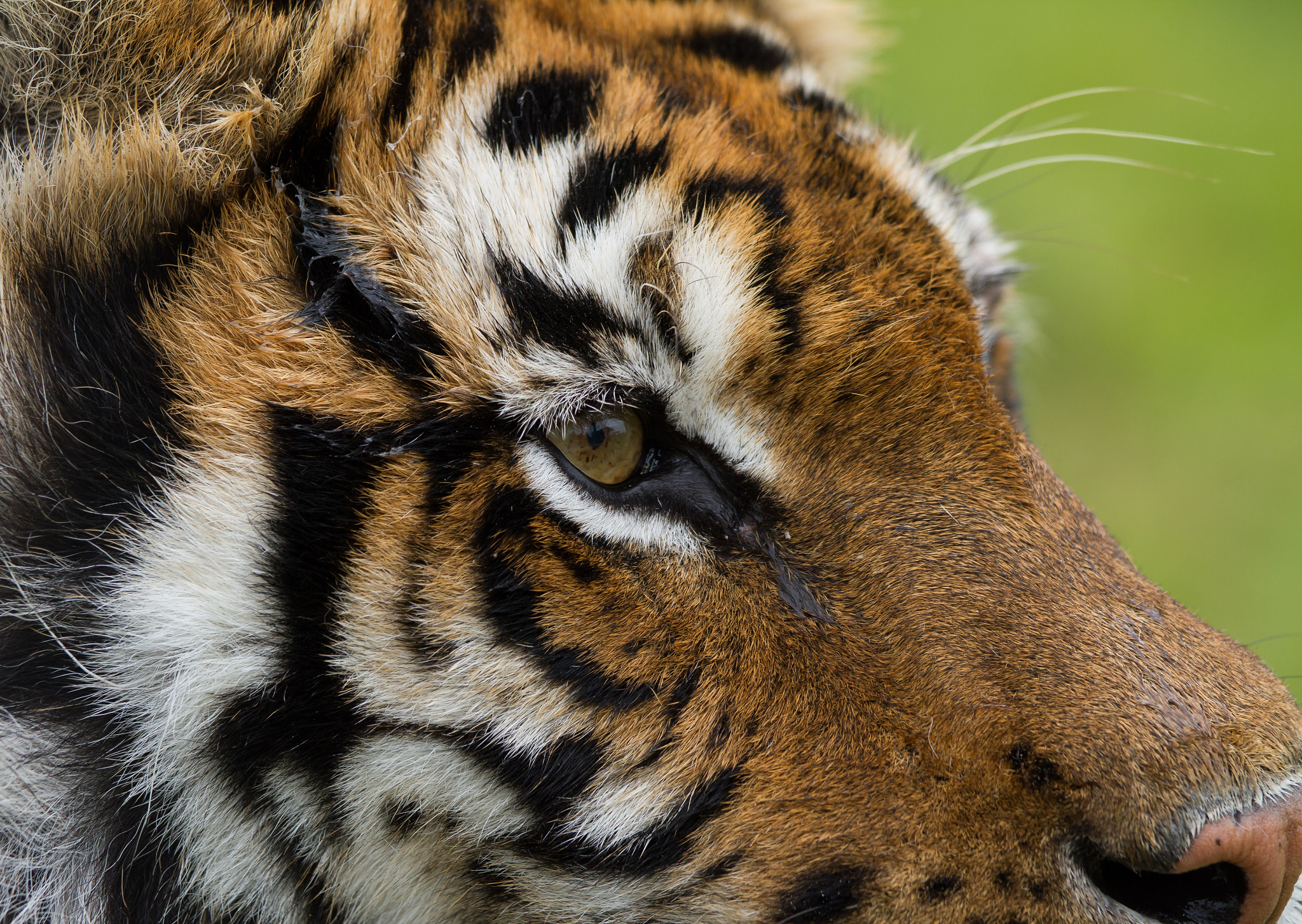 Canon EOS 7D + Canon EF 70-200mm F4L IS USM sample photo. Eye of a tiger photography