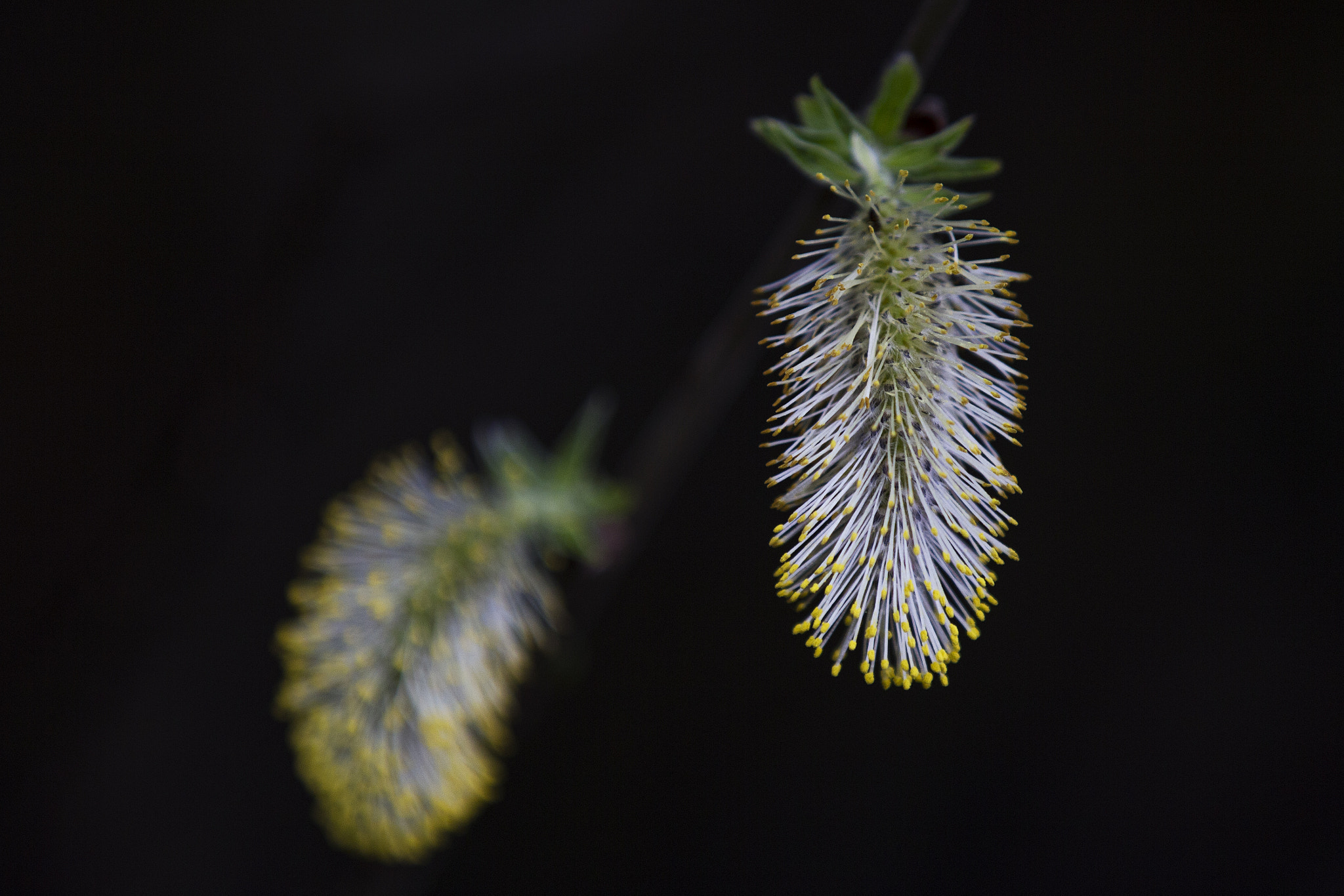 Canon EF 70-200mm F2.8L IS II USM sample photo. Willow photography