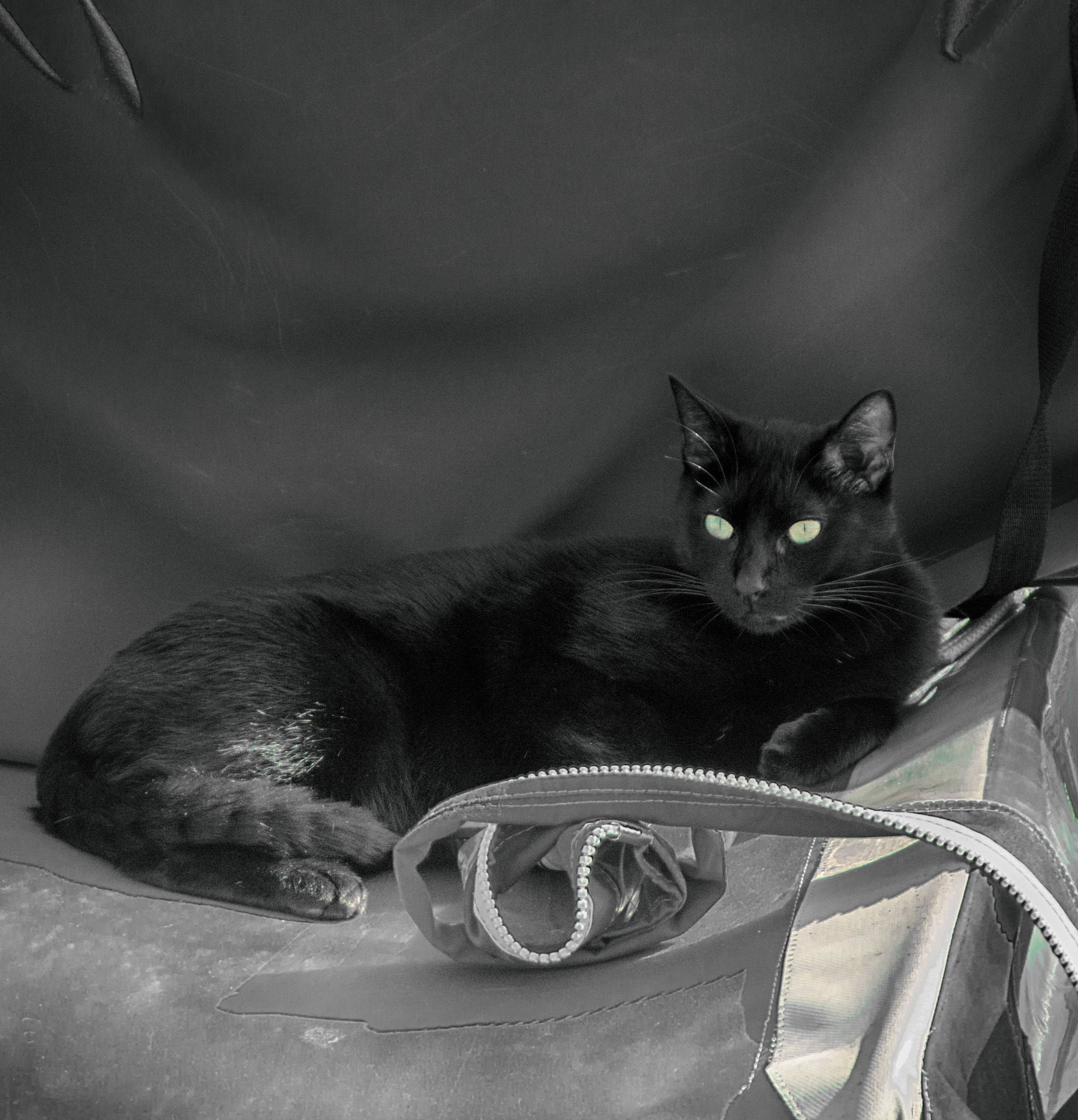 Nikon D3200 sample photo. Wild cat photography