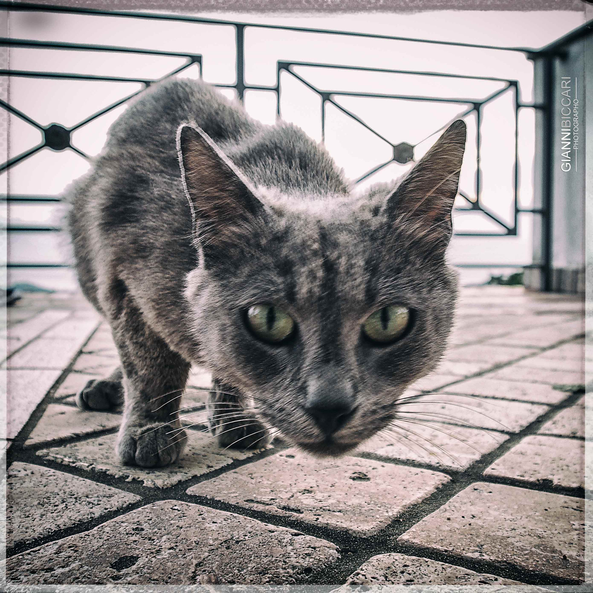 Olympus OM-D E-M5 sample photo. Eyes of the tiger photography