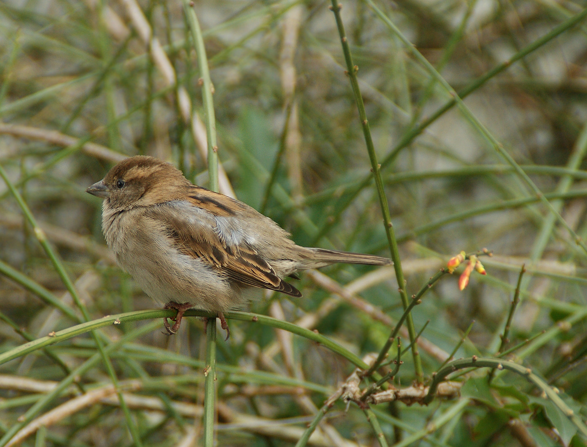 Sony DT 18-200mm F3.5-6.3 sample photo
