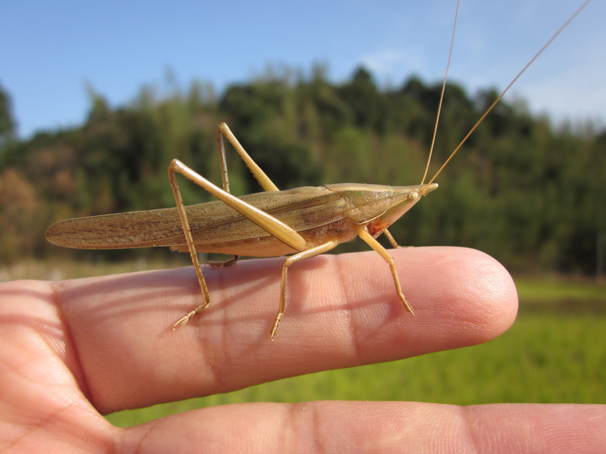 Canon PowerShot SD1300 IS (IXUS 105 / IXY 200F) sample photo. Euconocephalus thunbergi photography