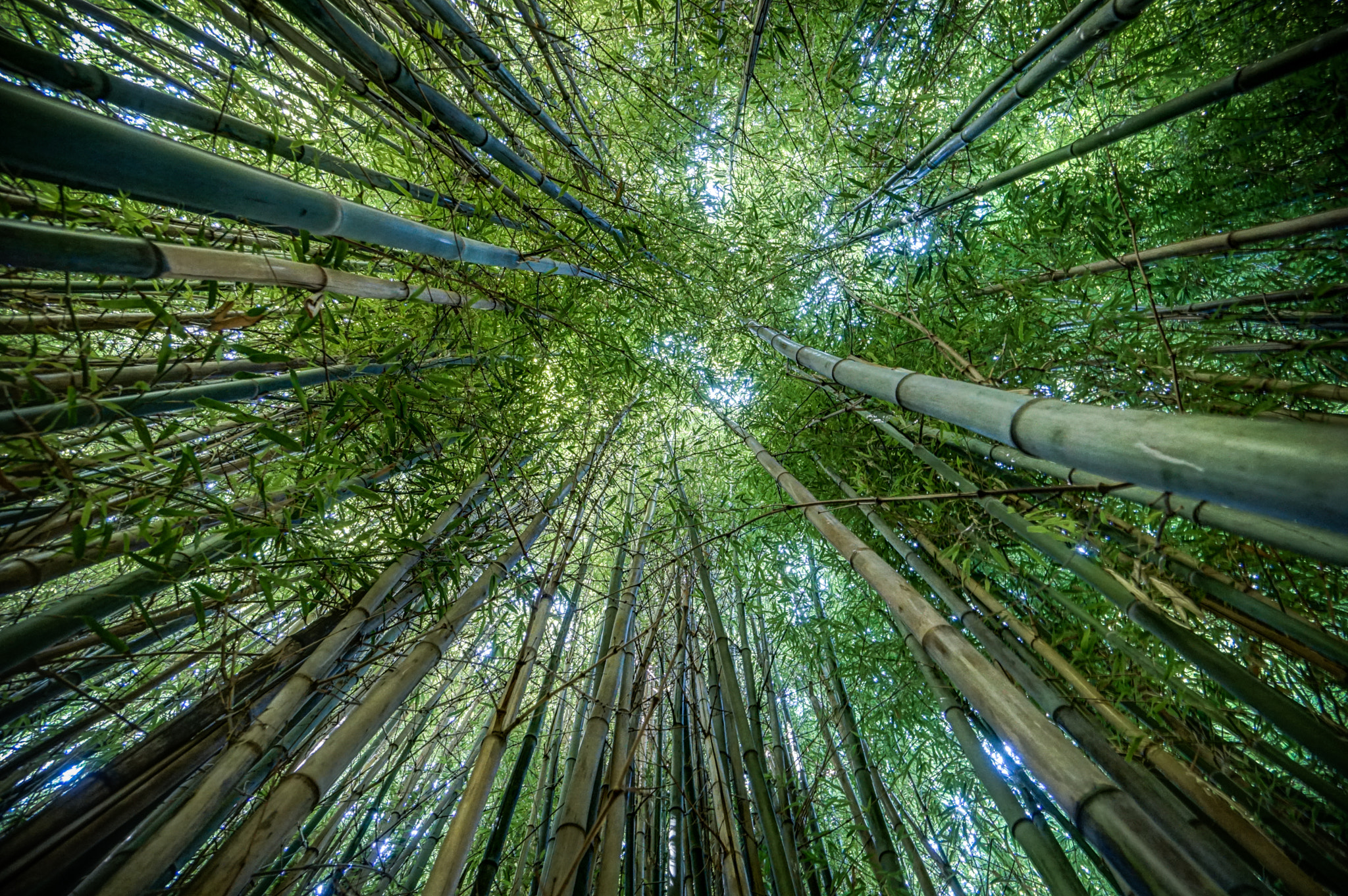 Sony a6300 + Sony E 10-18mm F4 OSS sample photo. Looking up through bamboo photography