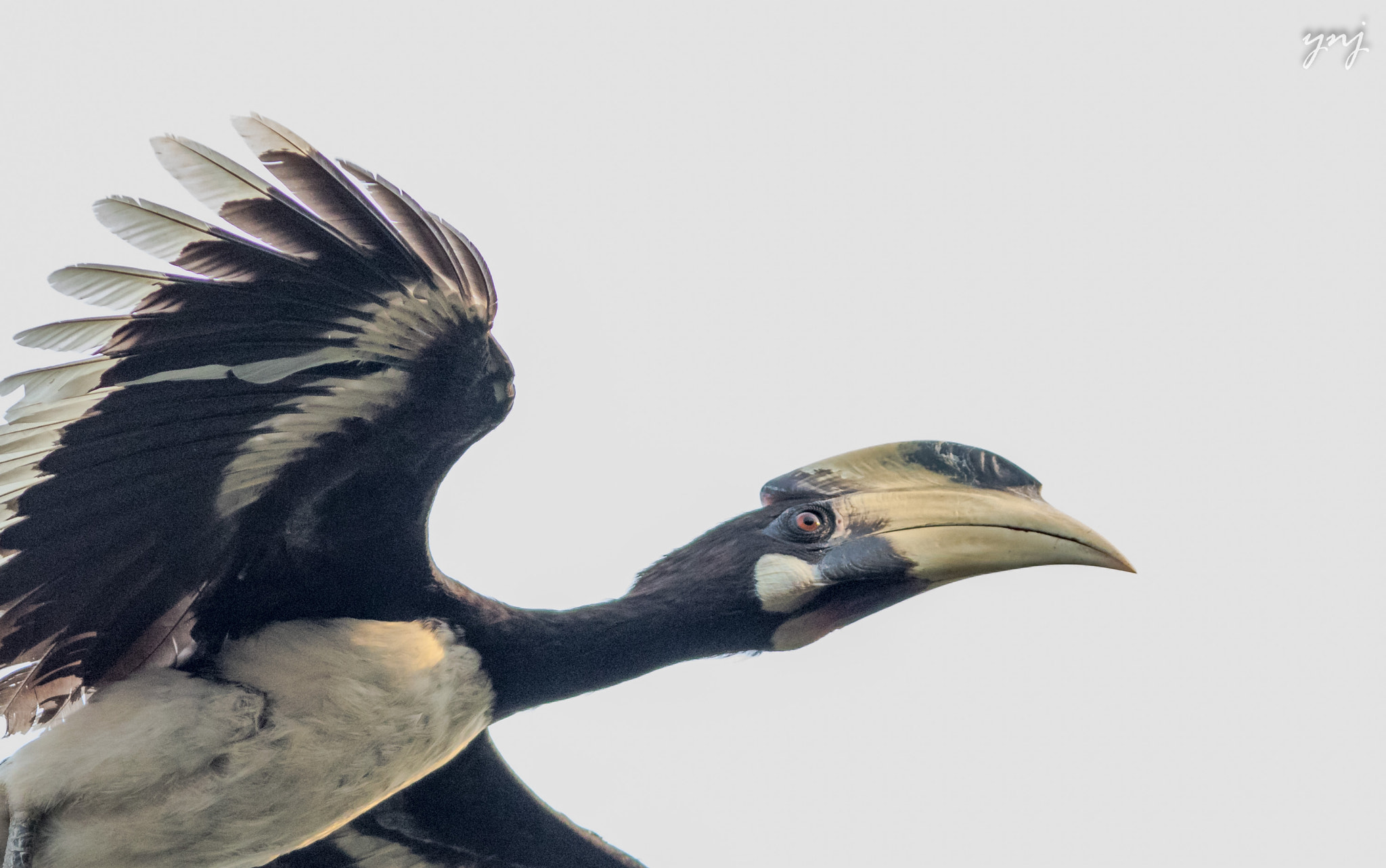 Canon EF 400mm F5.6L USM sample photo. Focus! photography