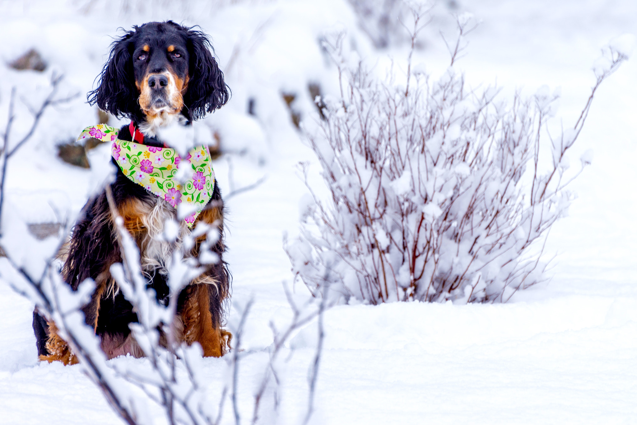 Nikon D7200 + Nikon AF-S Nikkor 70-300mm F4.5-5.6G VR sample photo. Setter in the snow photography