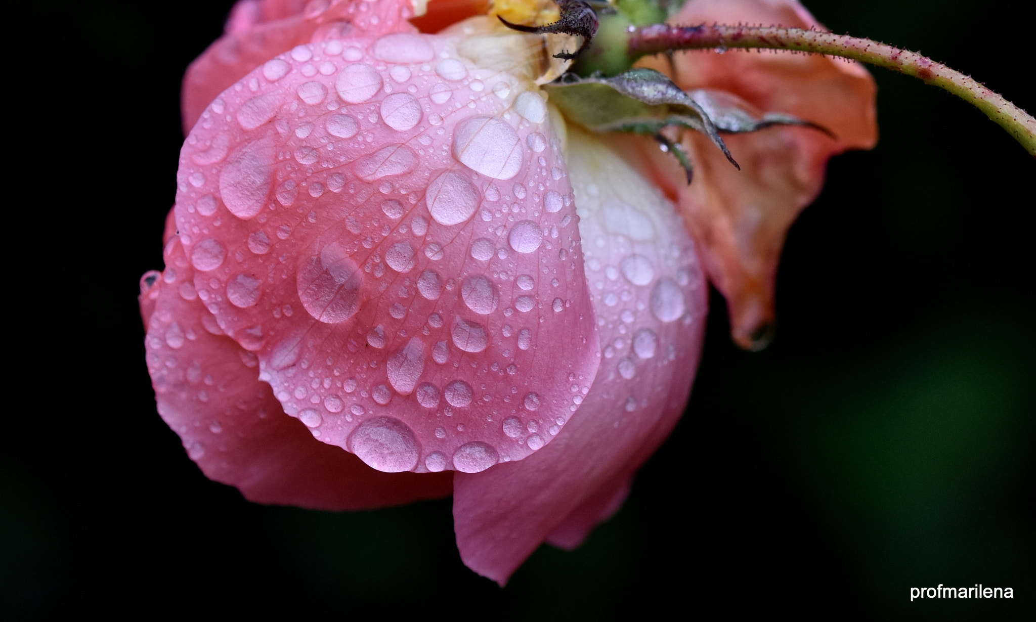 Sigma 105mm F2.8 EX DG OS HSM sample photo. Winter droplets photography
