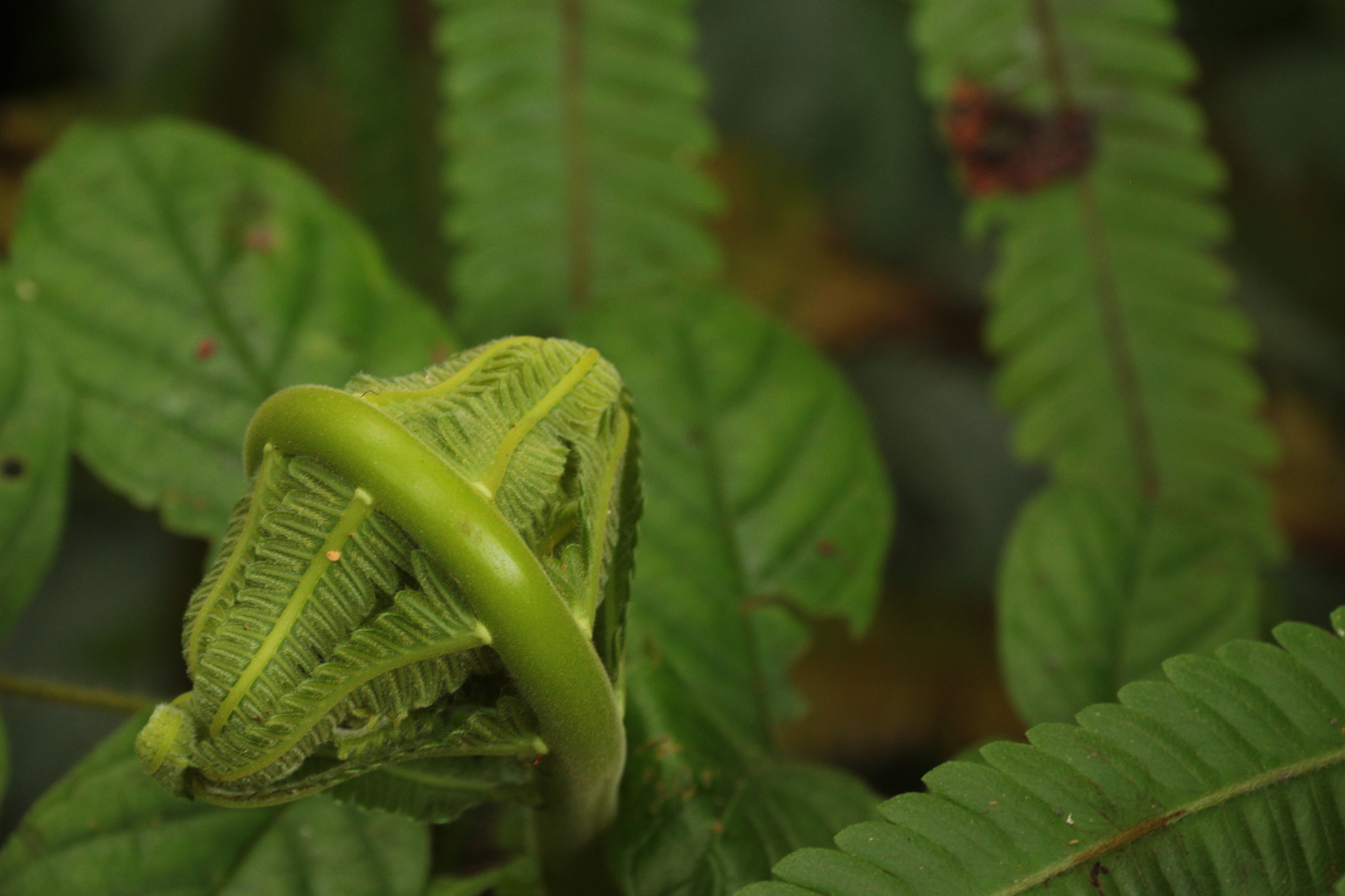 Canon EOS 700D (EOS Rebel T5i / EOS Kiss X7i) sample photo. Img photography