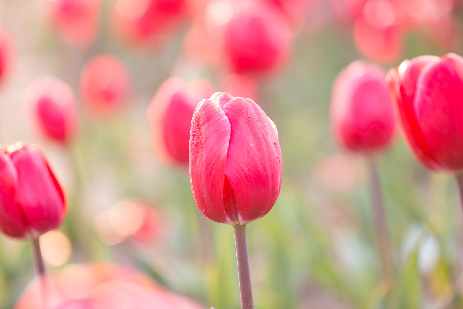 Nikon AF-S Micro-Nikkor 105mm F2.8G IF-ED VR sample photo