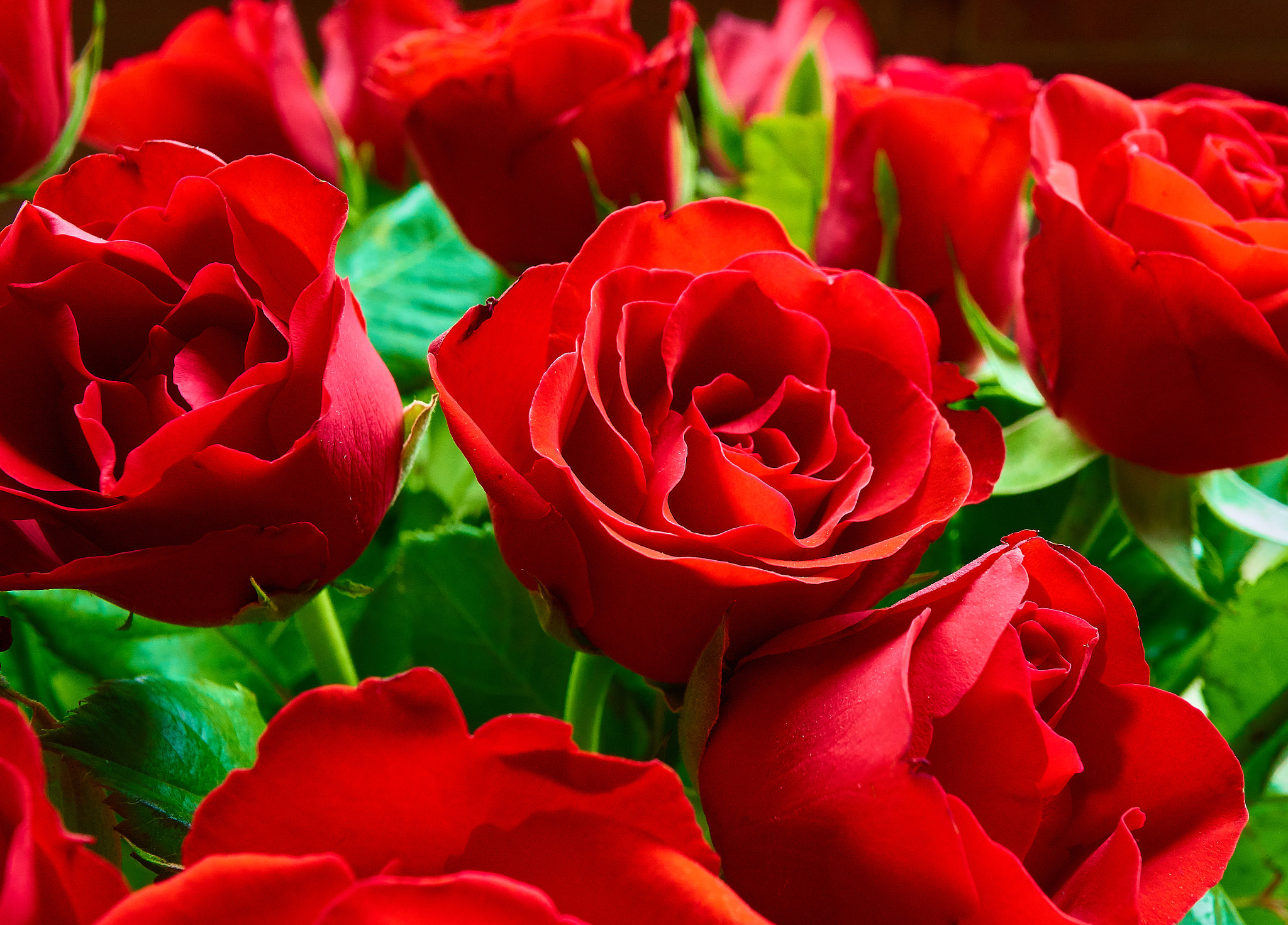 Sony E 30mm F3.5 Macro sample photo. Red red roses photography