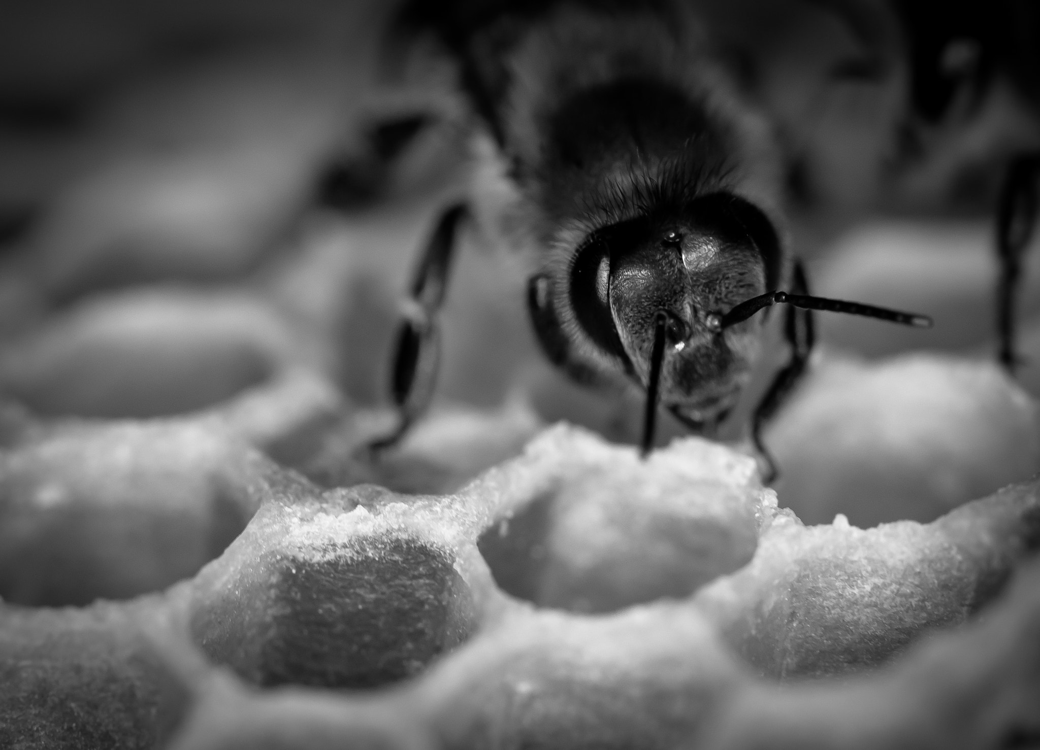 Sigma 105mm F2.8 EX DG OS HSM sample photo. Diligent honeybee  photography