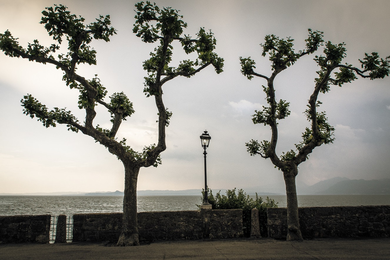 Olympus PEN E-P5 sample photo. Trees minimalist landscape photography photography