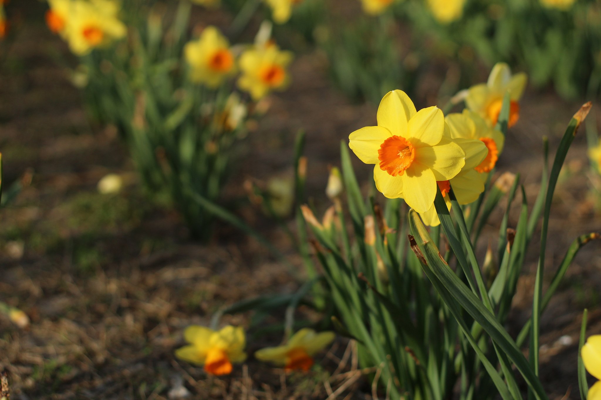 Canon EOS 1200D (EOS Rebel T5 / EOS Kiss X70 / EOS Hi) + Canon EF 50mm F1.8 II sample photo. Yellow beauty photography