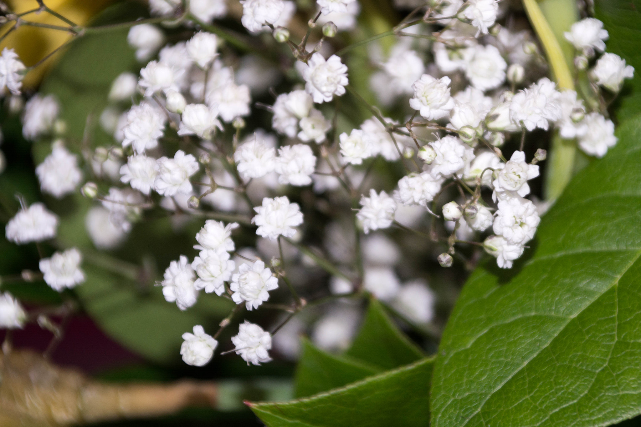 Sigma 28-300mm F3.5-6.3 DG Macro sample photo. Petites fleurs photography