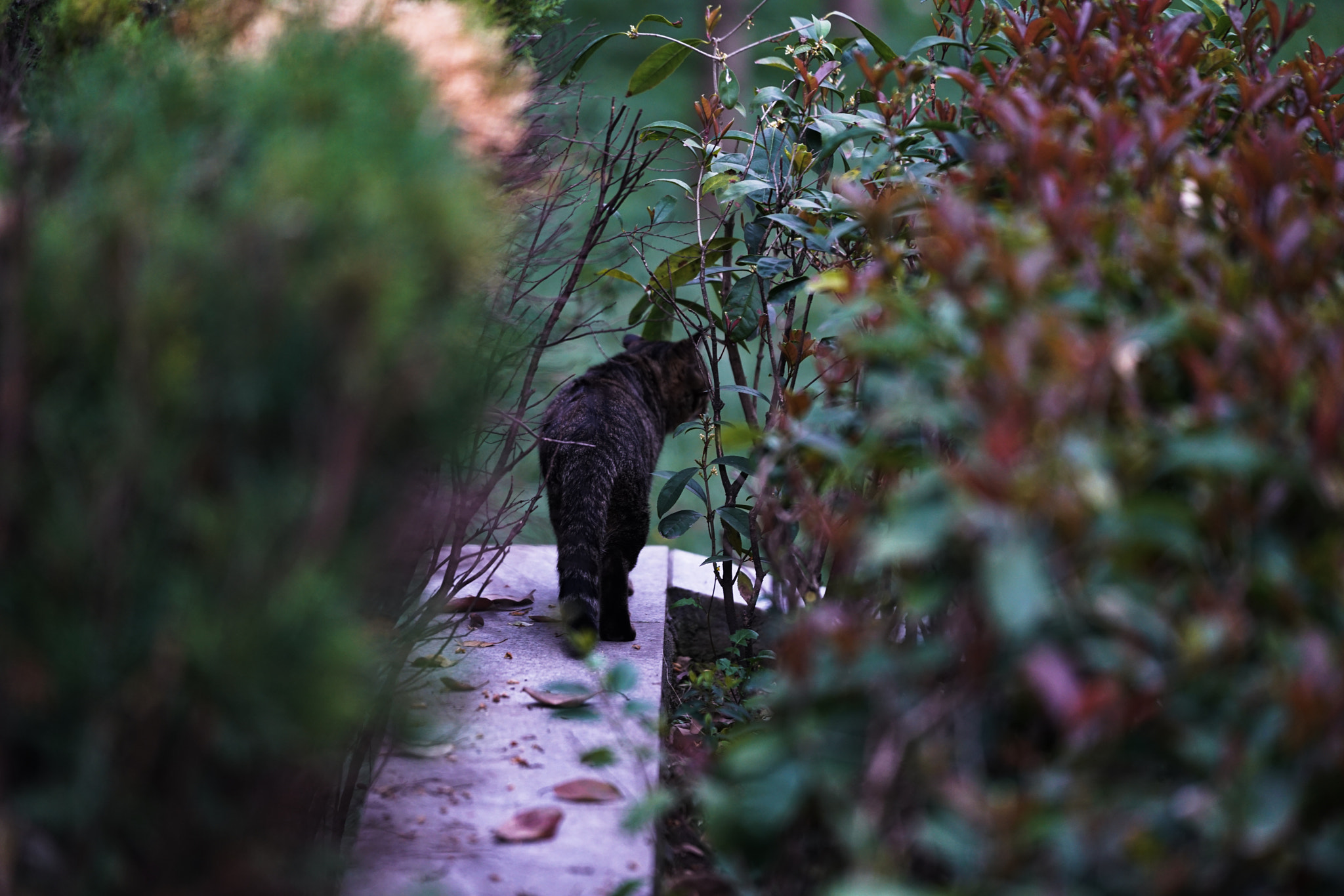 Sony a7R II + Sony FE 70-200mm F2.8 GM OSS sample photo. Cat photography