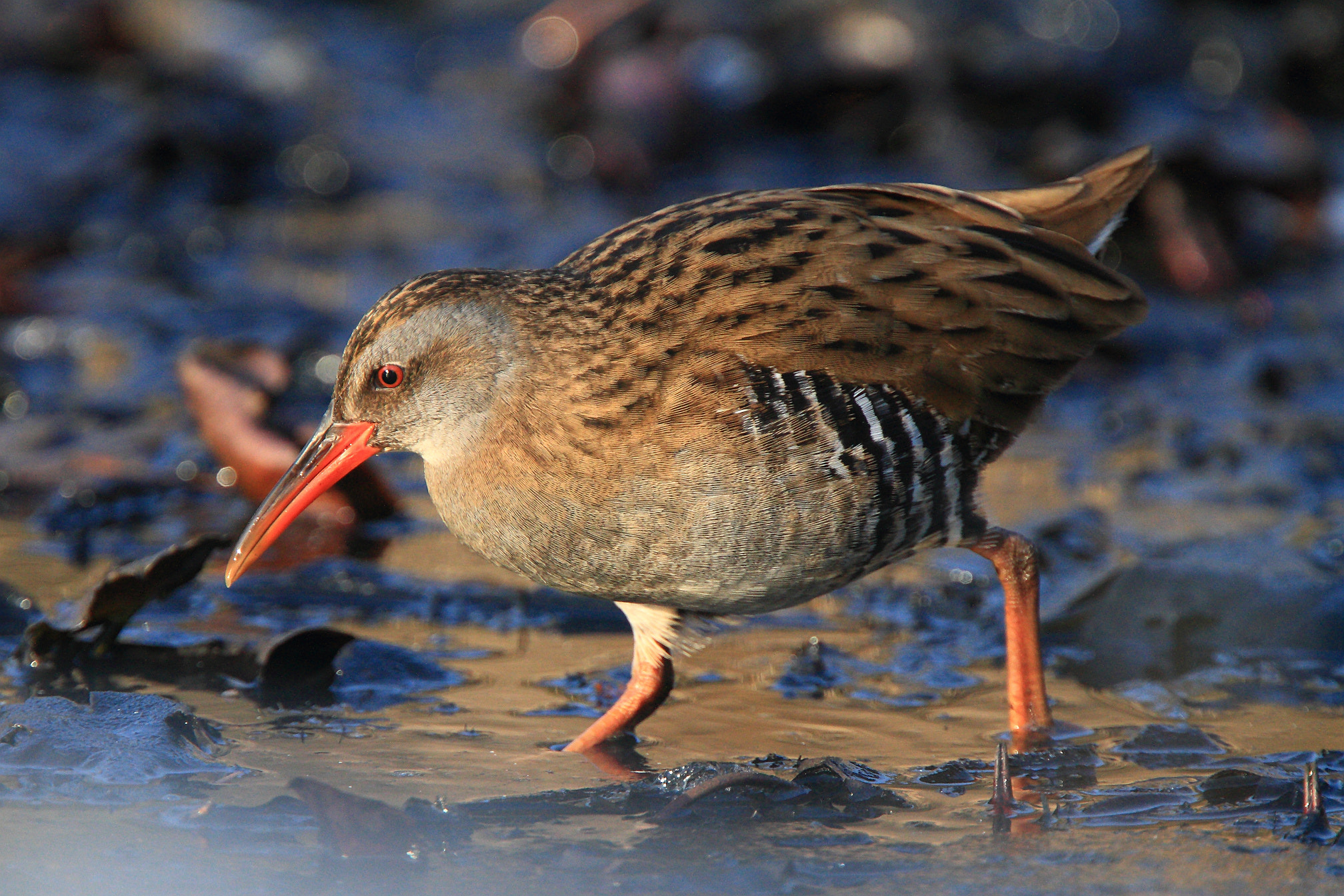 Canon EF 400mm F4.0 DO IS USM sample photo. Rallus aquaticus photography