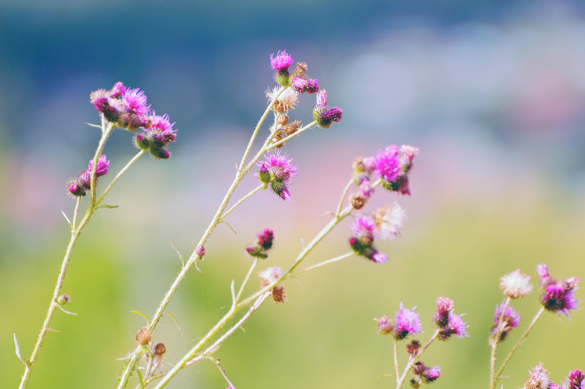 Nikon D3200 sample photo. Flowers photography