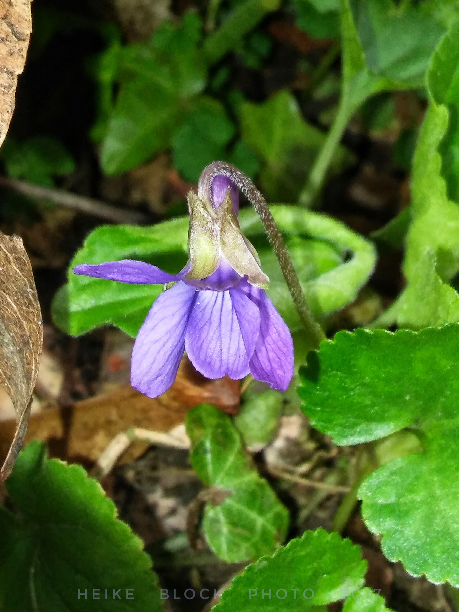 LG G STYLO sample photo. Wild violet photography