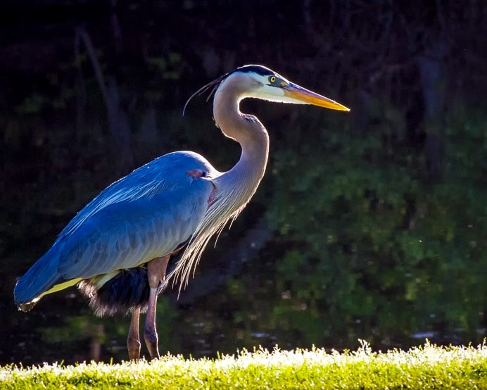 Olympus OM-D E-M5 sample photo. The great blue heron is a large wading bird in the ... photography