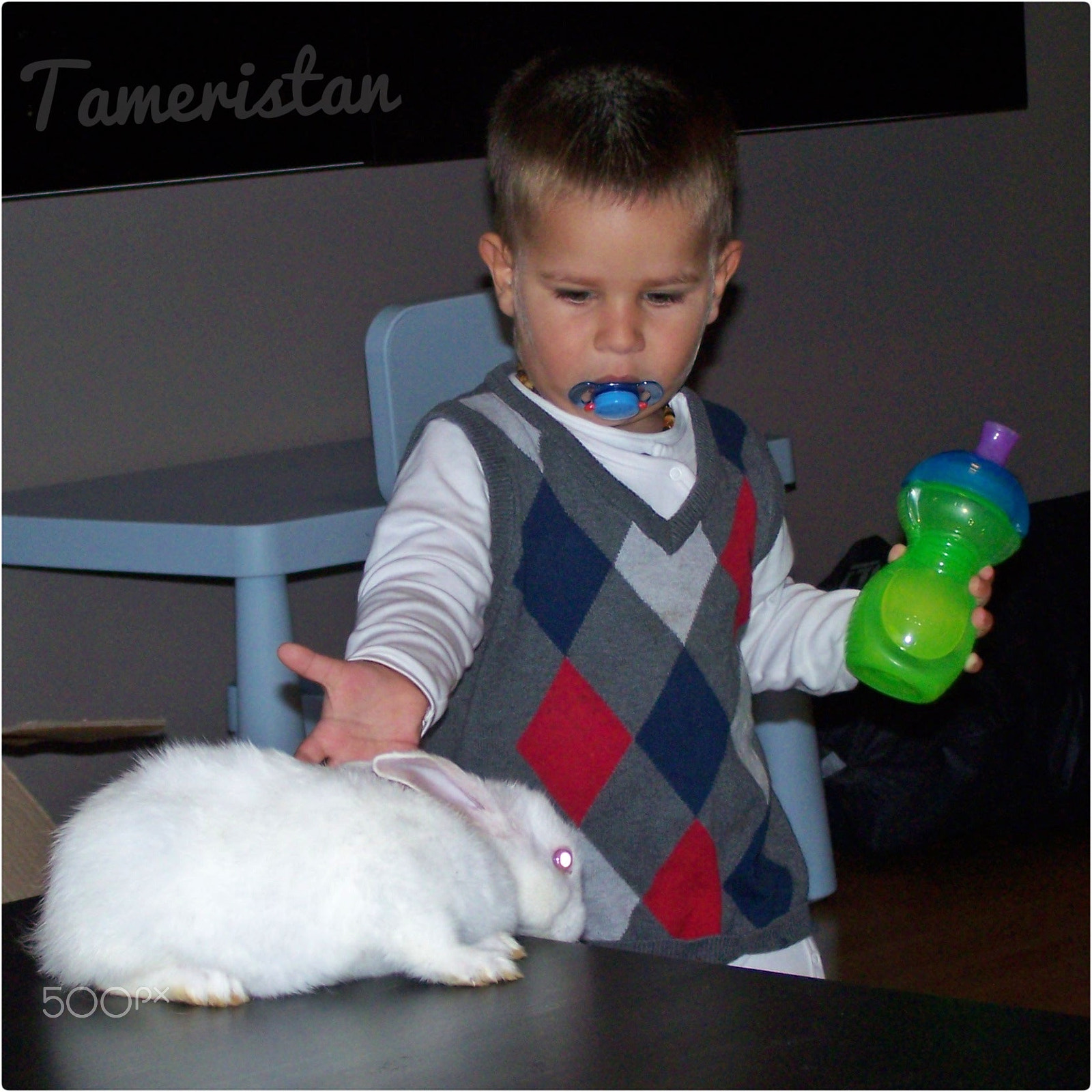 Kodak EASYSHARE Z710 ZOOM DIGITAL CAMERA sample photo. Grandson & white rabbit. photography