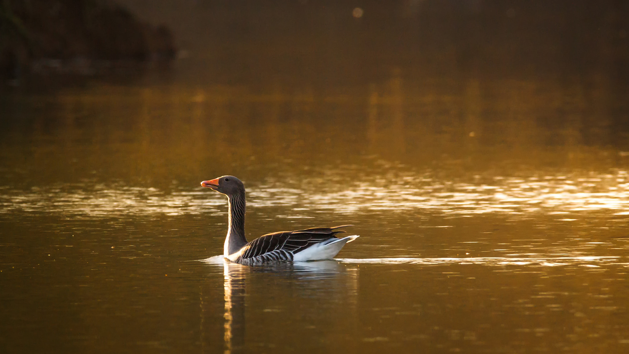150-600mm F5-6.3 DG OS HSM | Contemporary 015 sample photo. Golden hour  photography