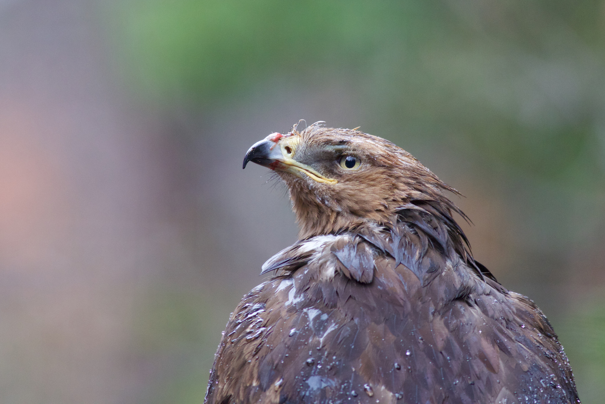 Canon EOS 70D + Canon EF 400mm F5.6L USM sample photo. Lesser spotted eagle photography