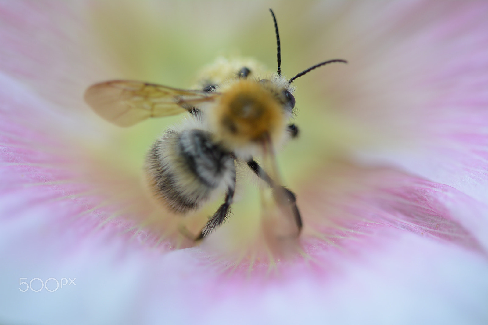 Sigma 105mm F2.8 EX DG OS HSM sample photo. Hummel photography