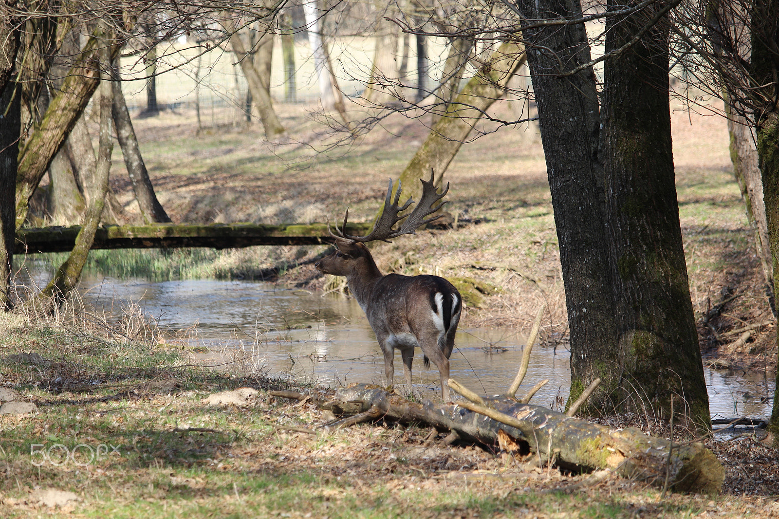 Canon EF-S 55-250mm F4-5.6 IS STM sample photo. Deer photography