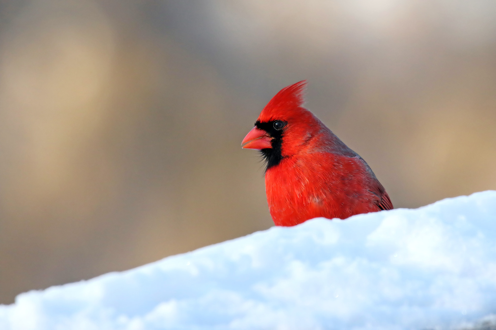 150-600mm F5-6.3 DG OS HSM | Contemporary 015 sample photo. Northern cardinal (male) photography