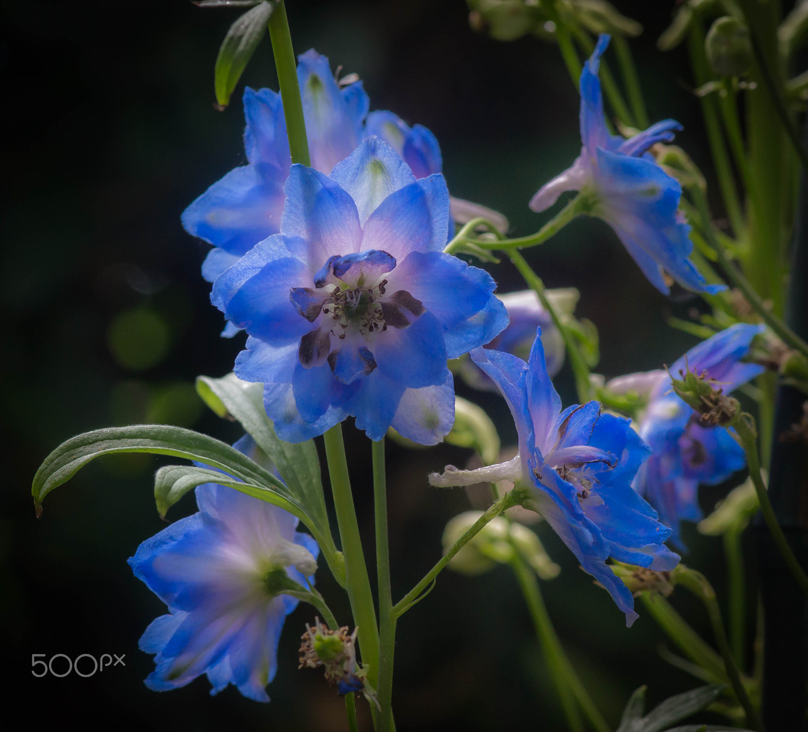 Sony a99 II sample photo. Larkspur delfinium consolida photography