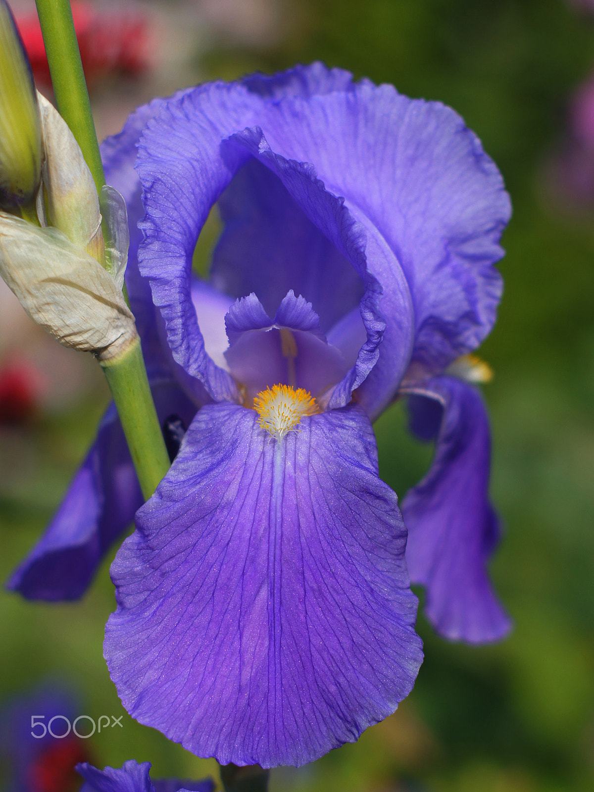 Sony SLT-A55 (SLT-A55V) + Minolta AF 50mm F1.7 sample photo. Purple flower photography