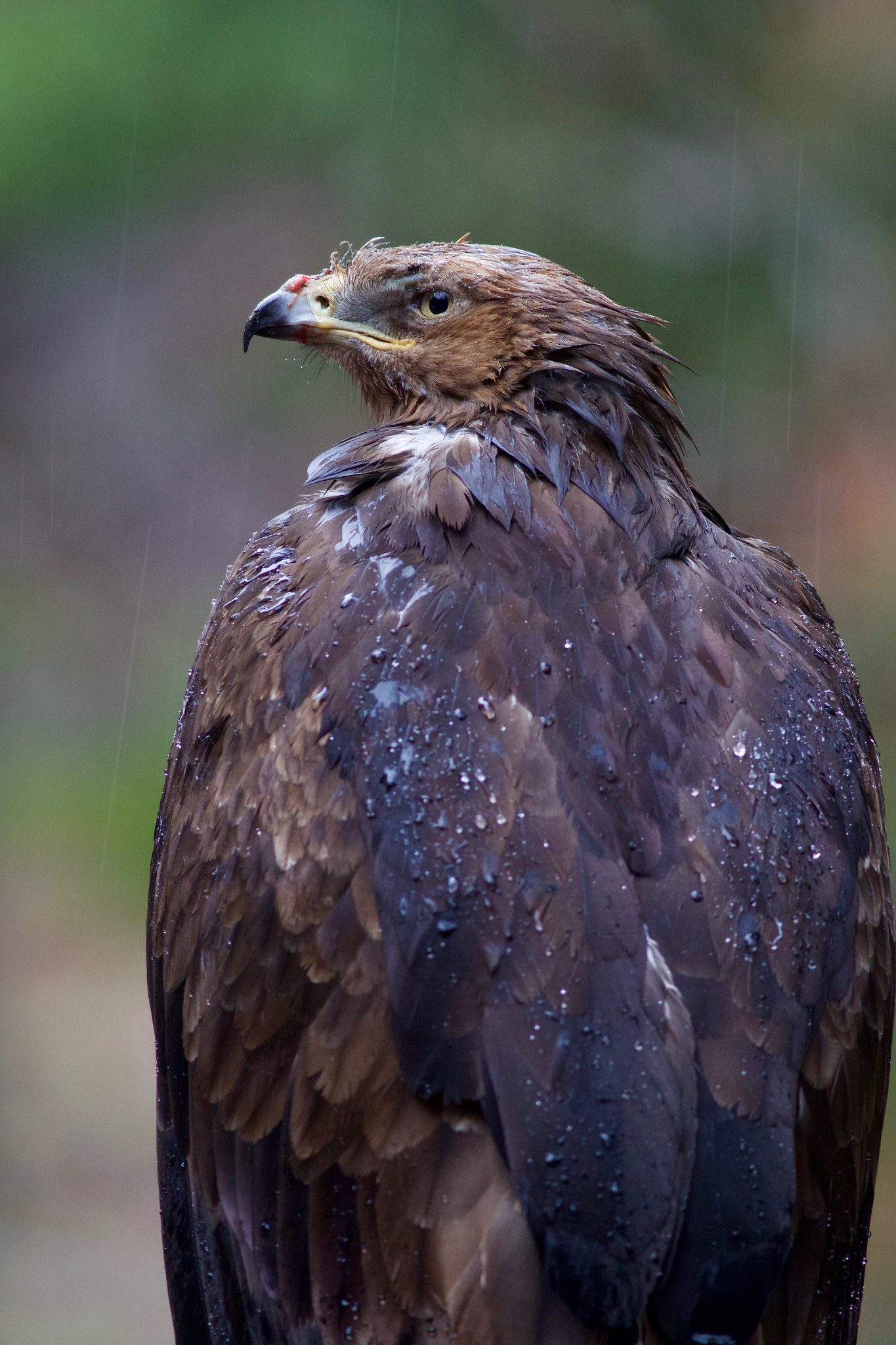 Canon EOS 70D + Canon EF 400mm F5.6L USM sample photo. Lesser spotted eagle photography