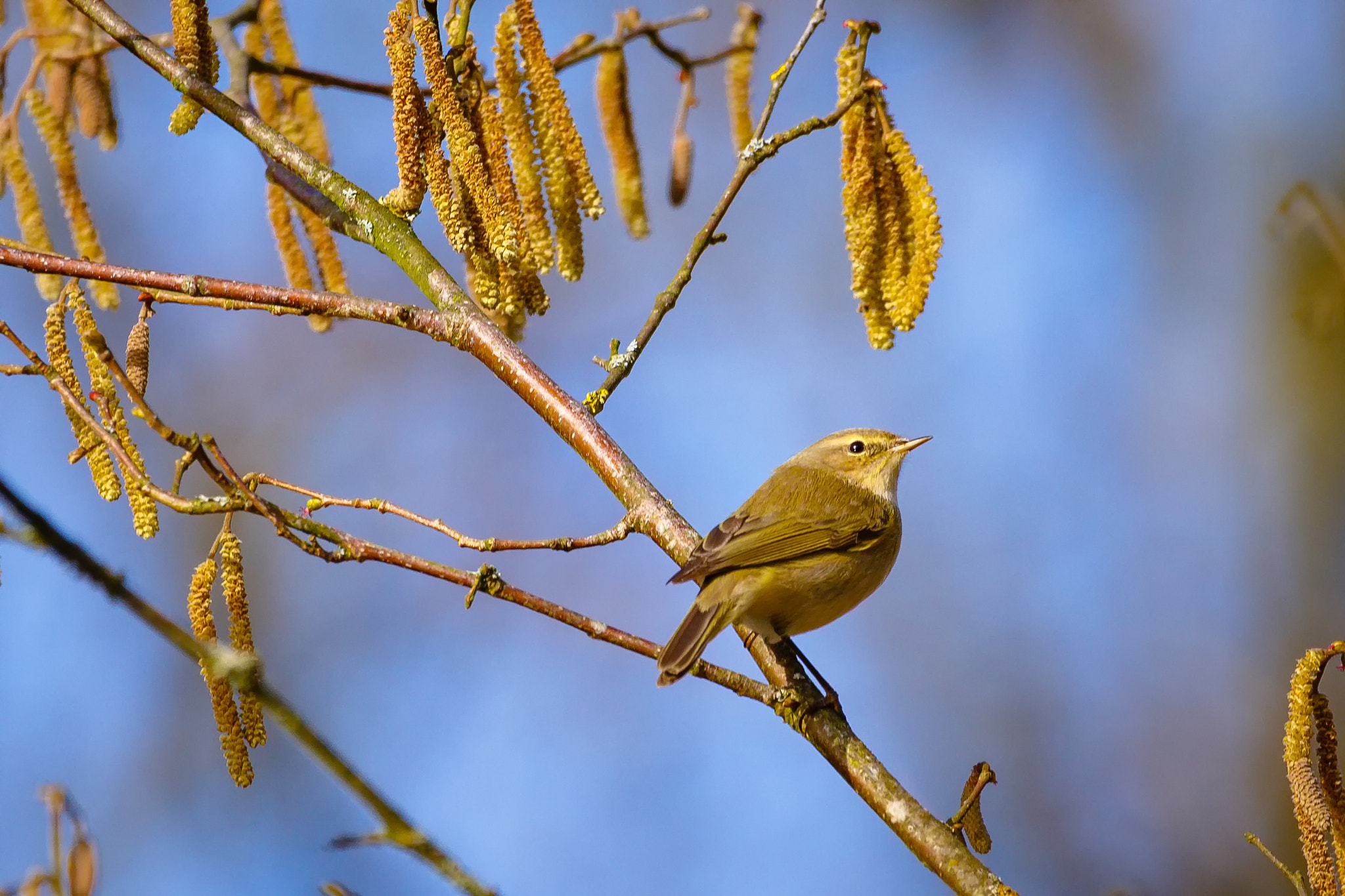 150-600mm F5-6.3 DG OS HSM | Contemporary 015 sample photo. Little bird  photography
