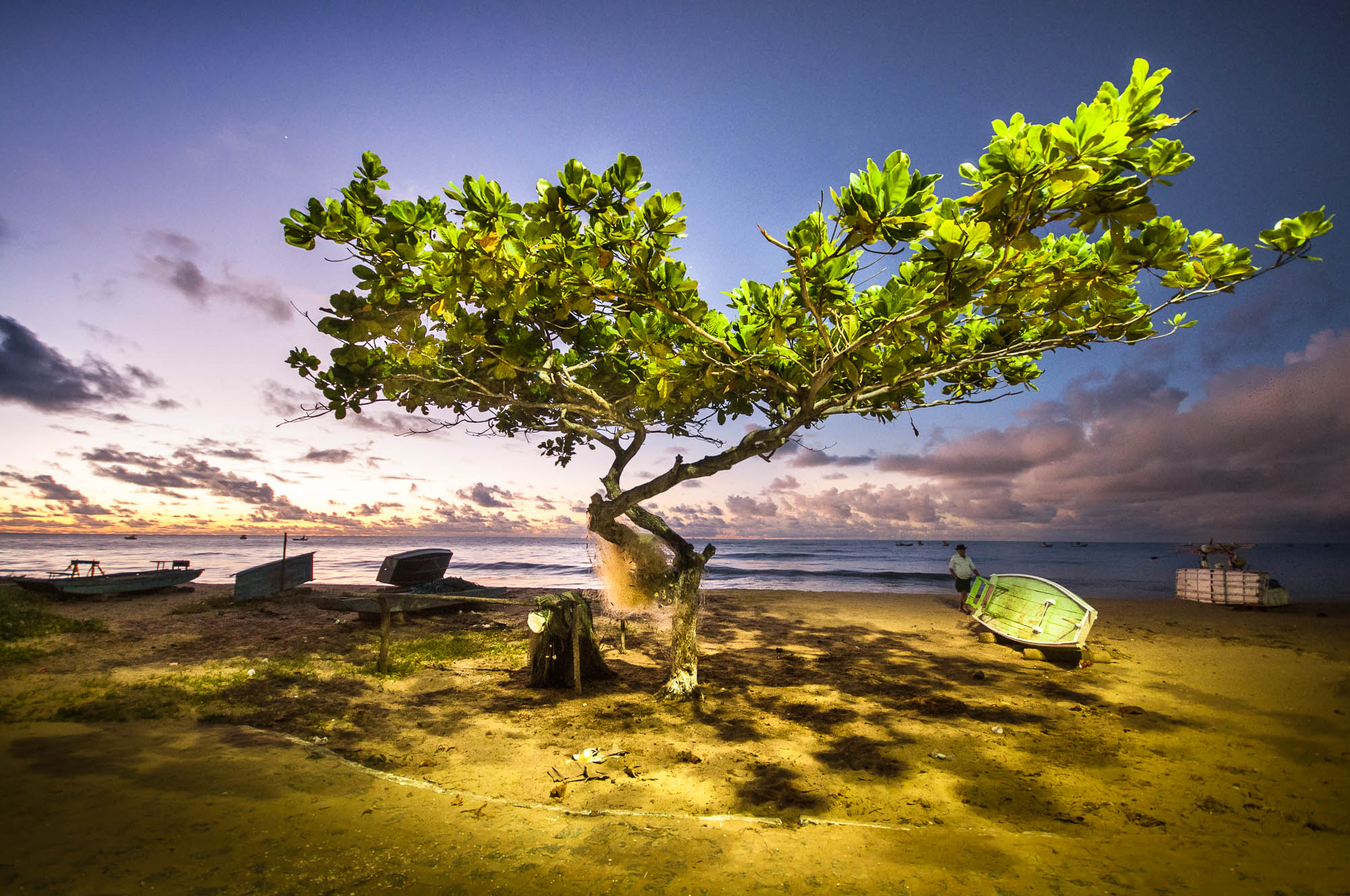 Sigma 10-20mm F4-5.6 EX DC HSM sample photo. The tree at japaratinga photography