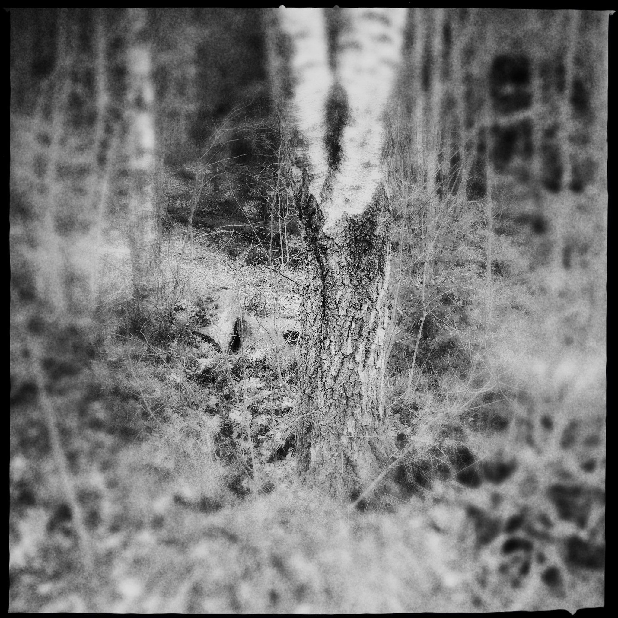 Hipstamatic 333 sample photo. Tree photography