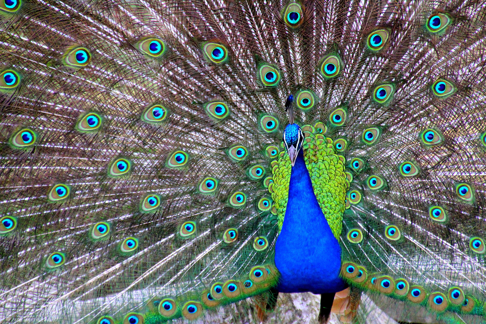 Canon EOS 1200D (EOS Rebel T5 / EOS Kiss X70 / EOS Hi) sample photo. Peacock photography