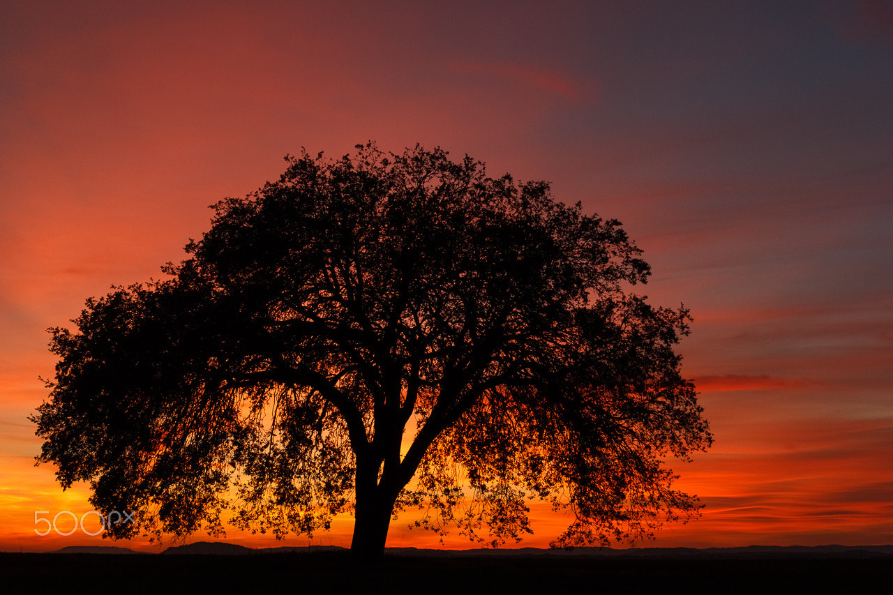 Canon EF 24-70mm F4L IS USM sample photo. Magic sunset photography