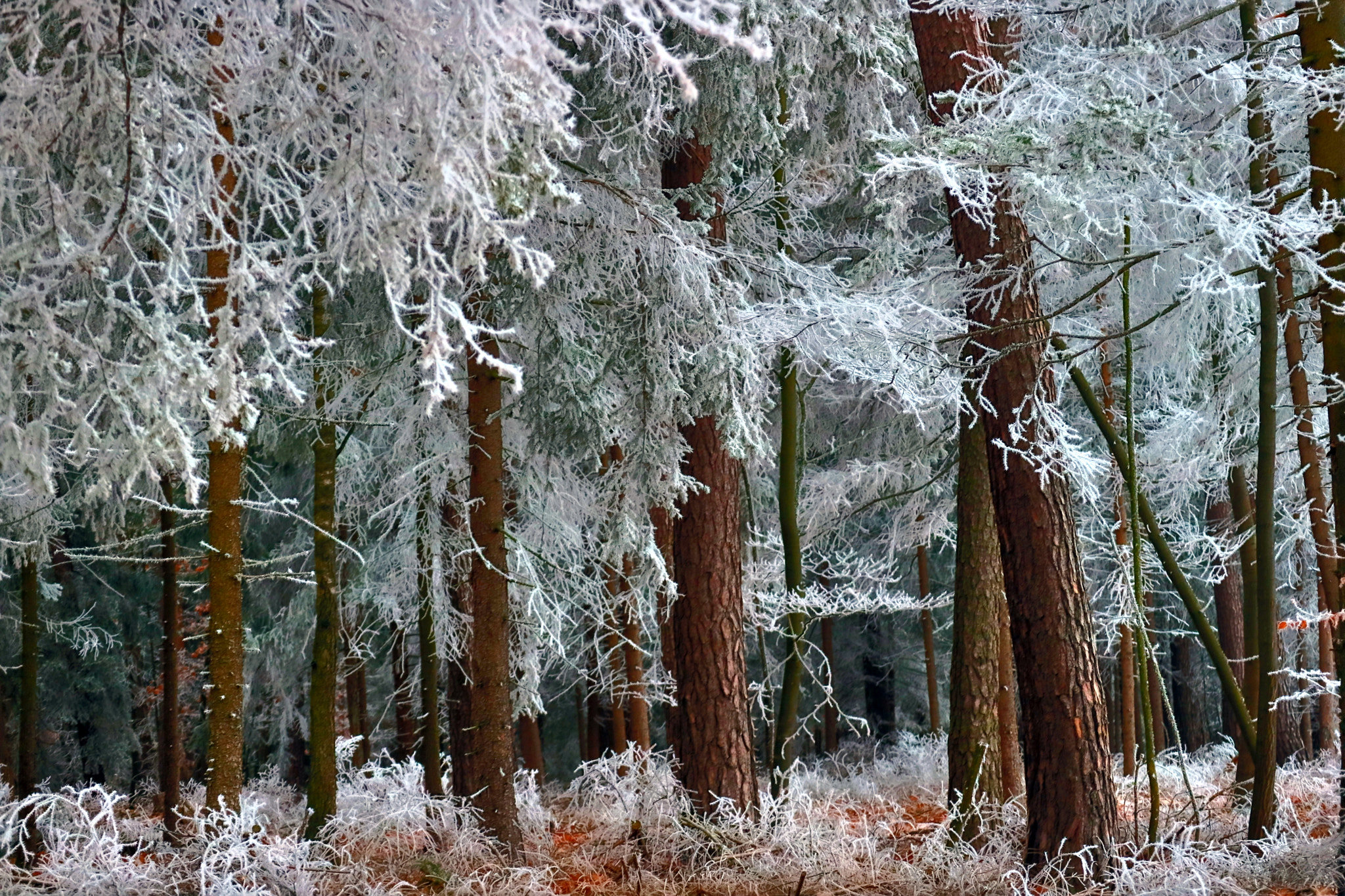 Canon EOS M3 sample photo. Frozen land photography