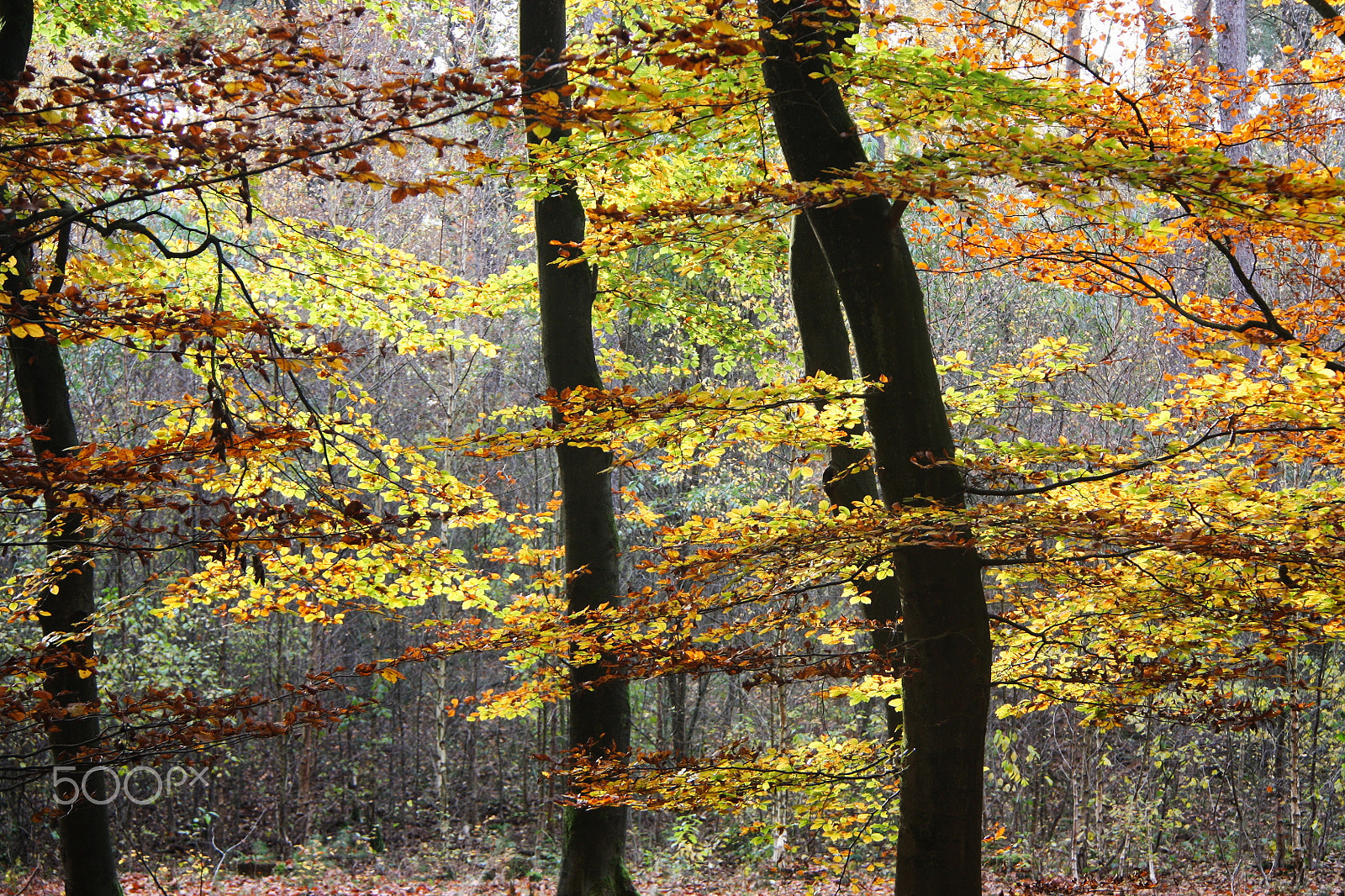 Canon EF-S 18-200mm F3.5-5.6 IS sample photo. Autumn colours photography